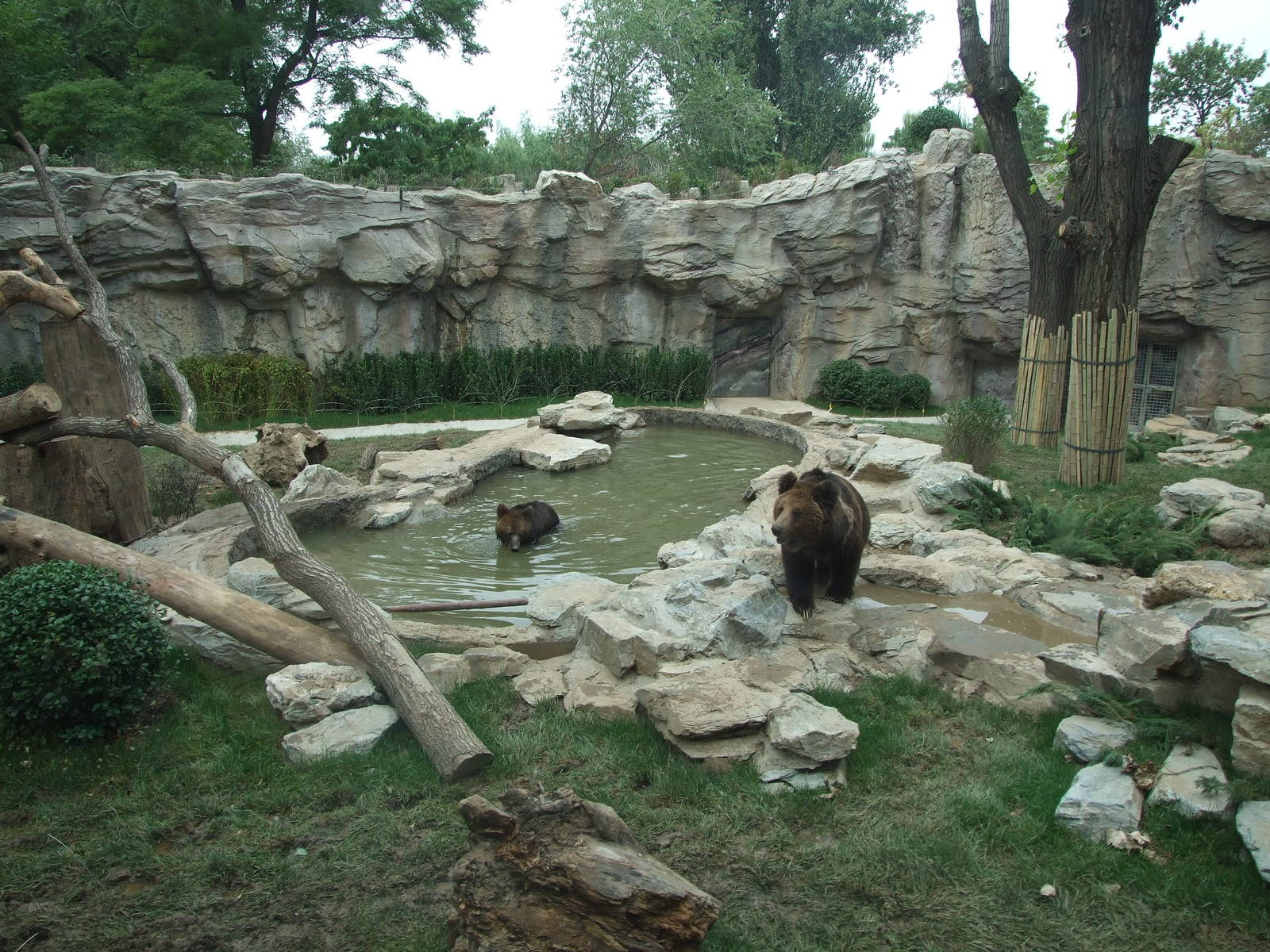 New brown bear exhibit