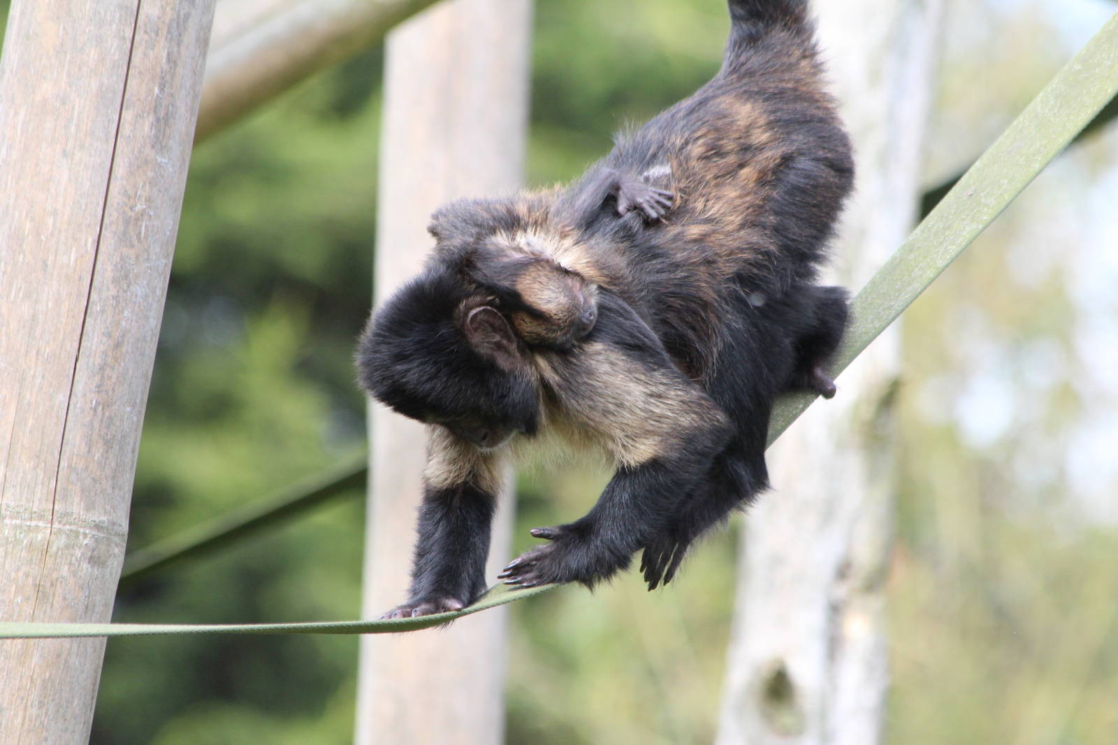 New Buffy headed Capuchin baby