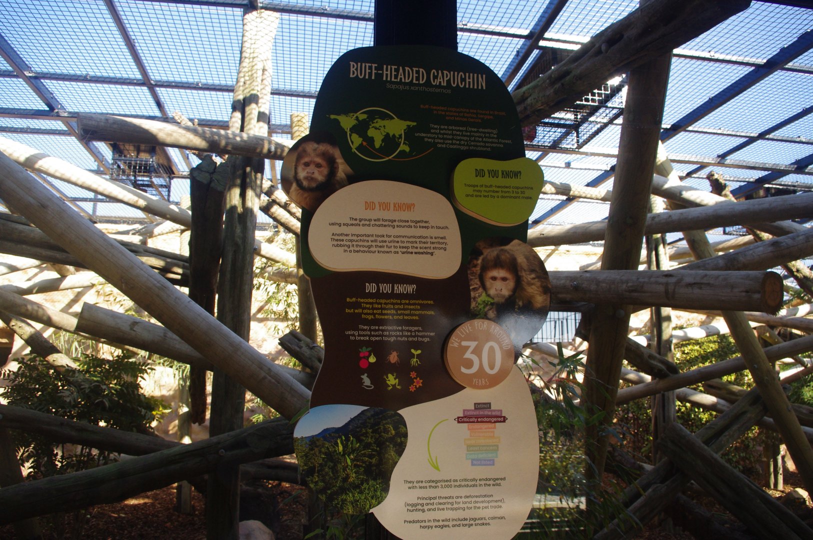 New Buffy-headed capuchin signage- 10/4/2025