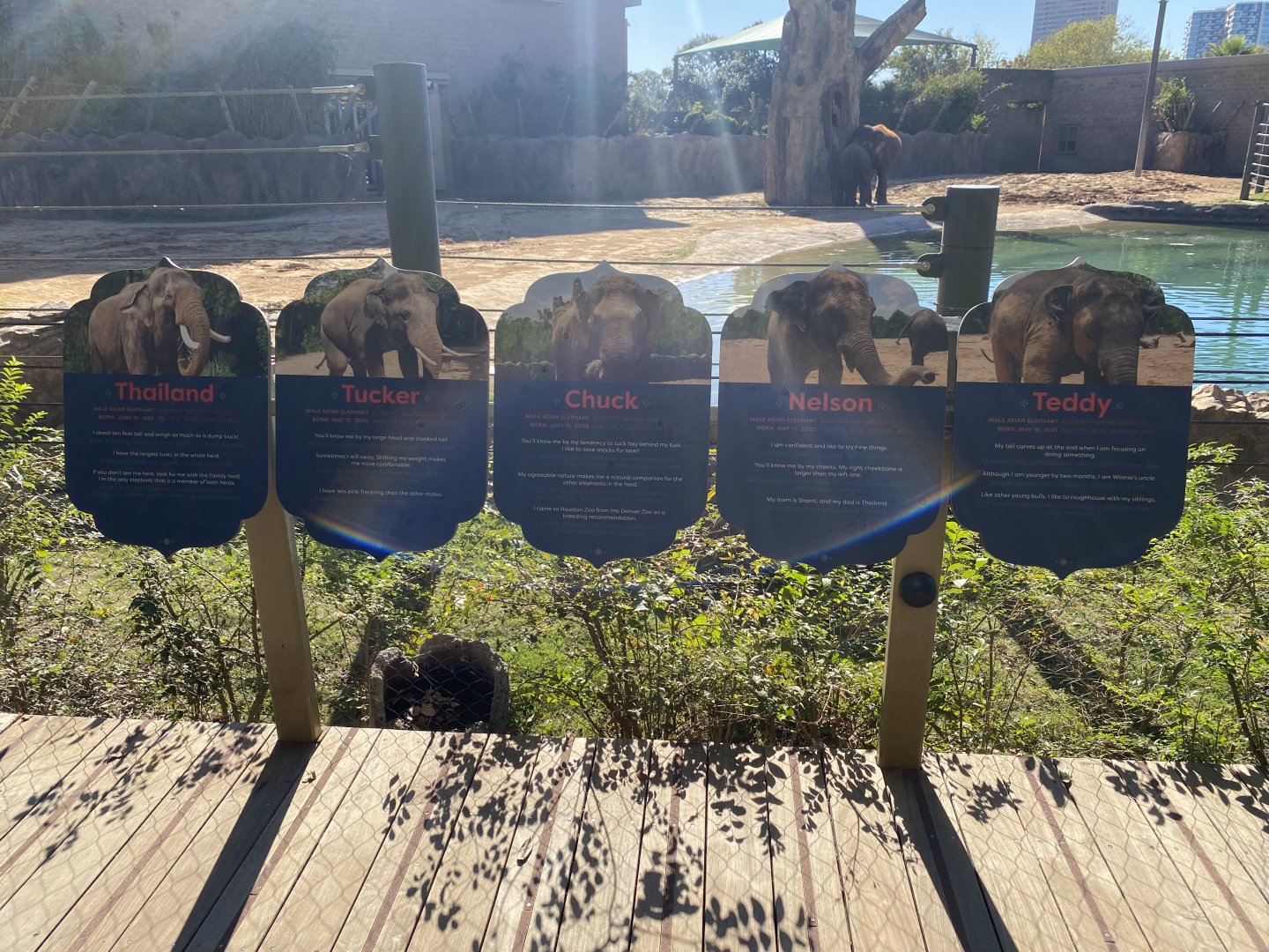 New Bull Yard Elephant Signs