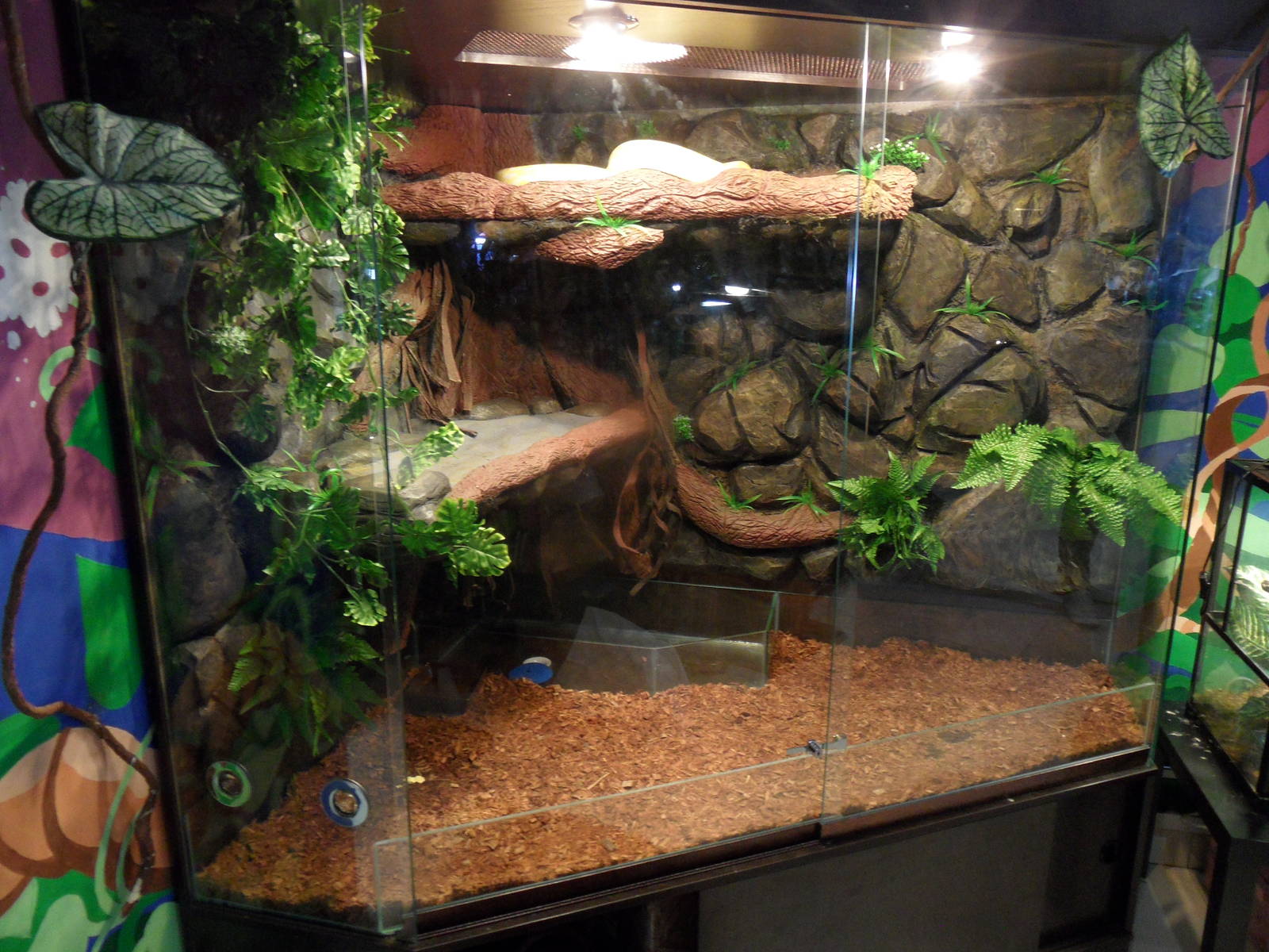 New burmese python terrarium