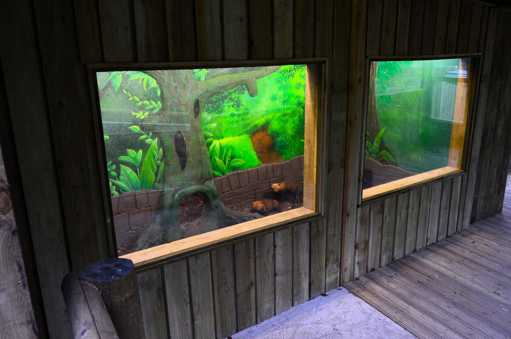 New bush dog enclosure on-show indoor area.