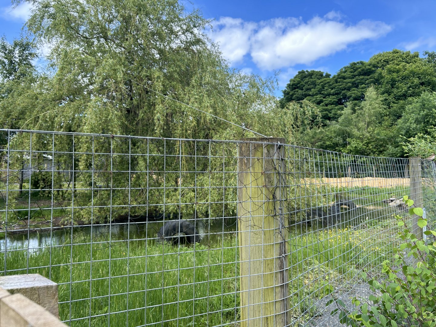 New Bush Dog Enclosure