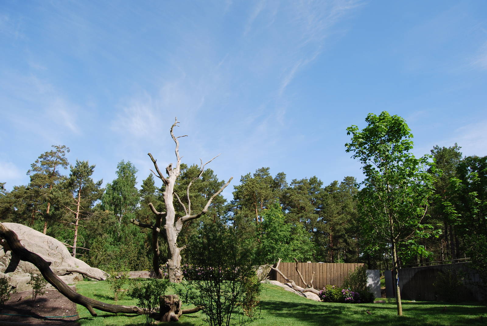 New Bush Dog exbith Kolmarden Zoo