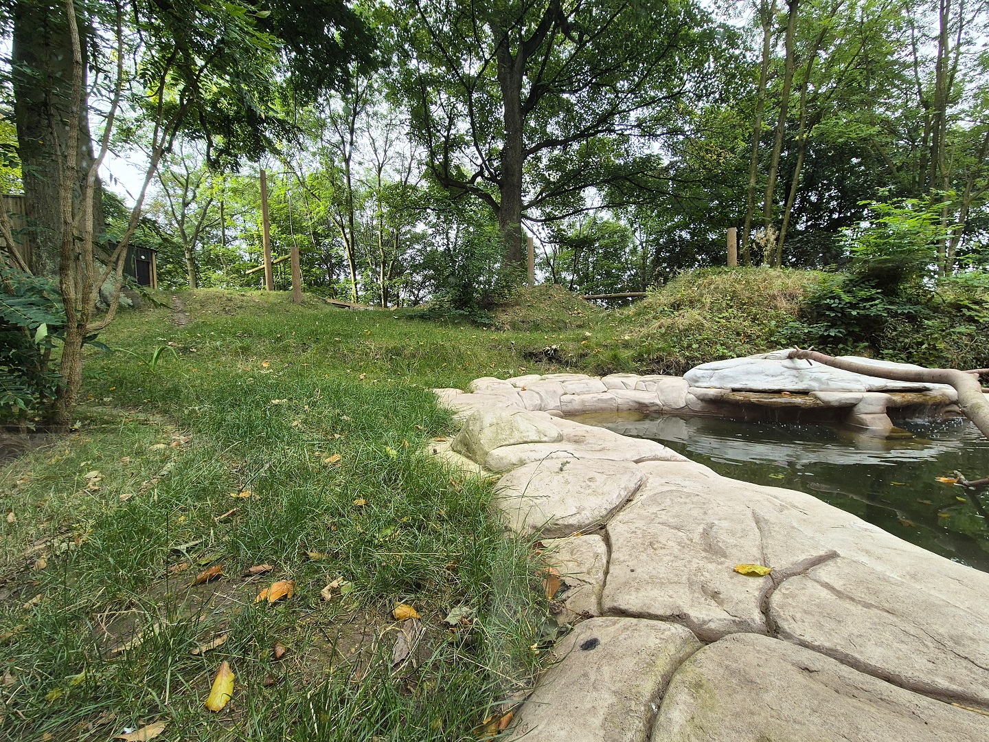 New bush dog exhibit