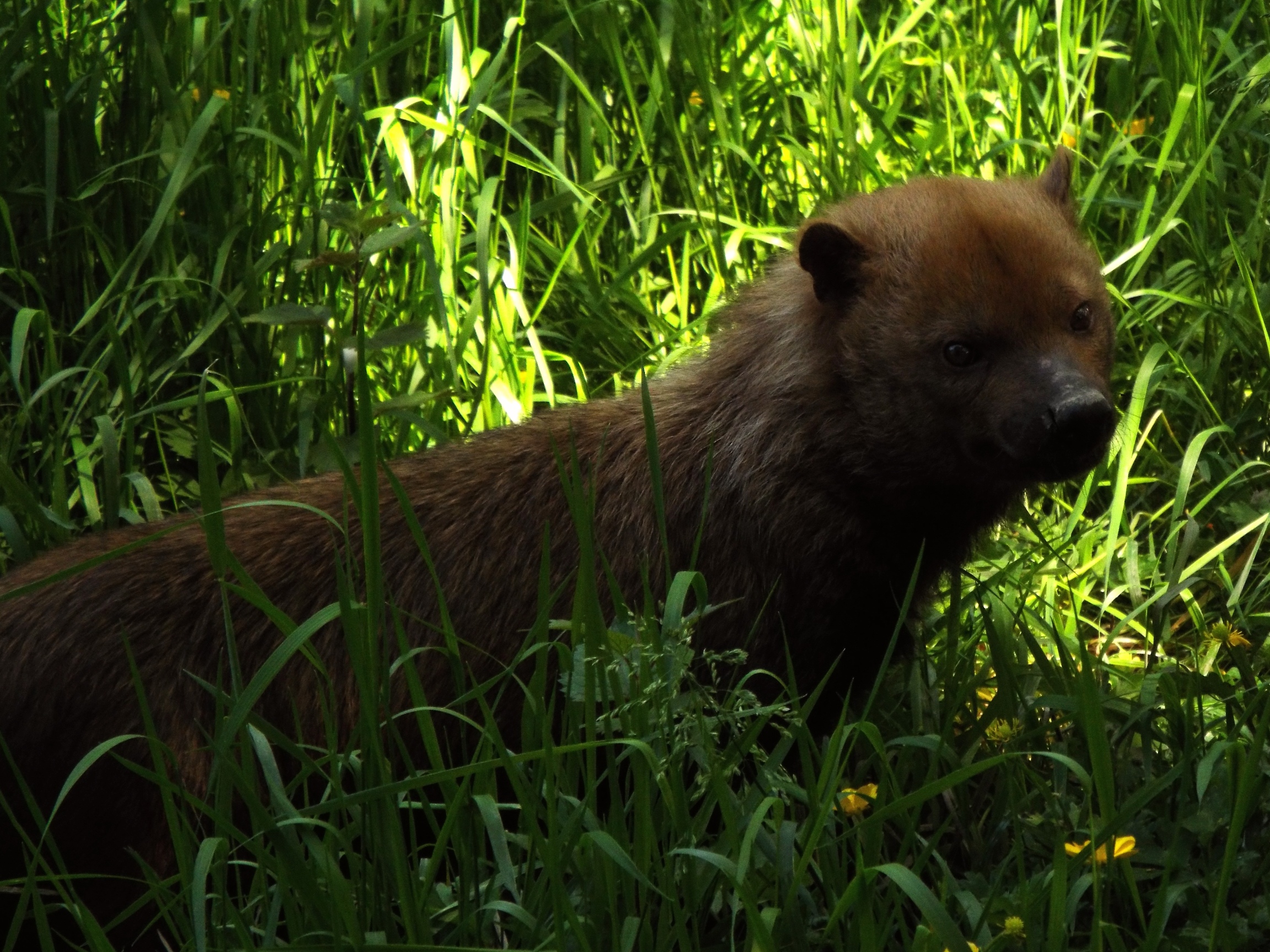 New Bush Dog Exmoor Zoo