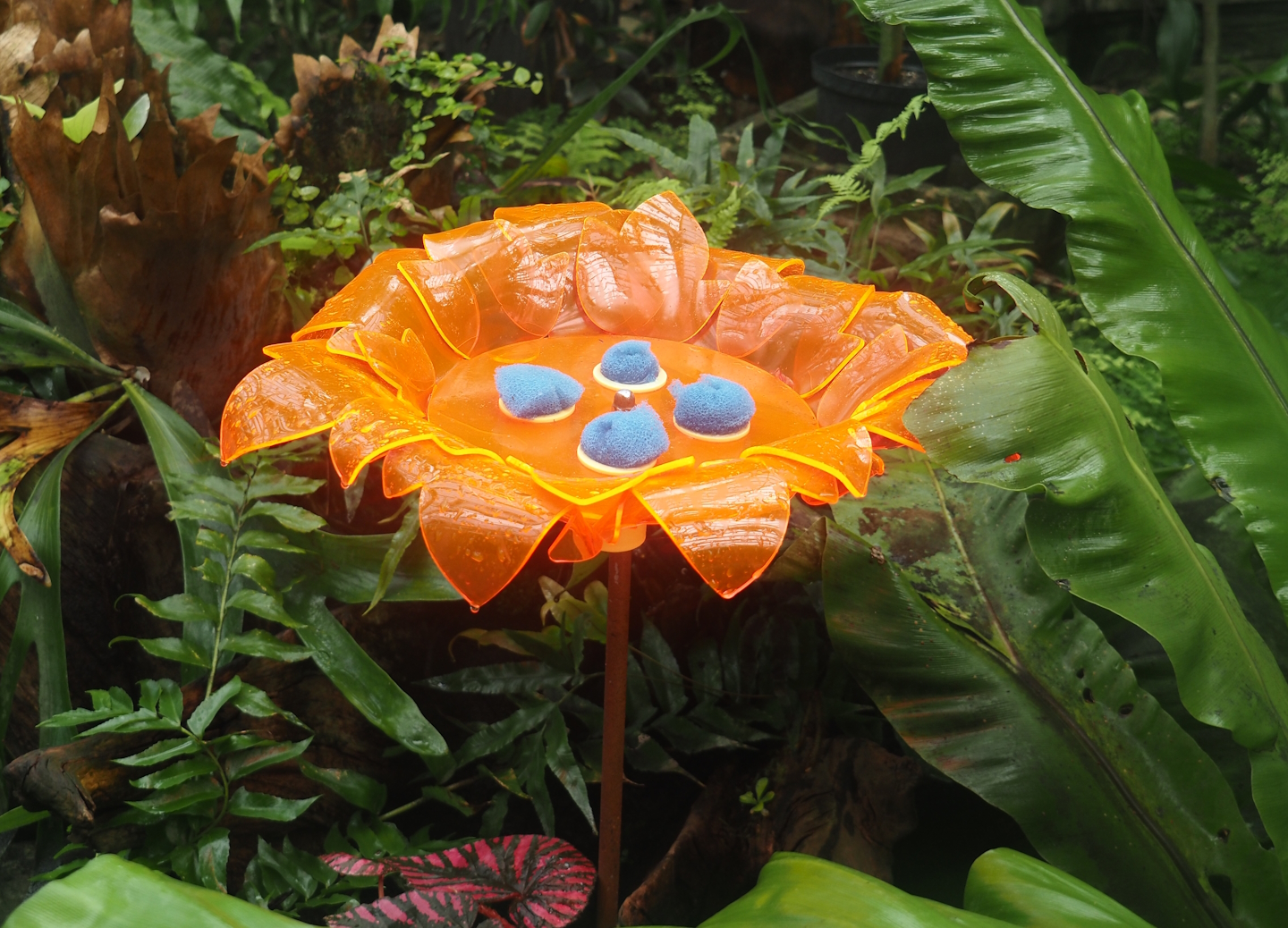 New butterfly nectar feeder/Drinking facility, 2024-05-28