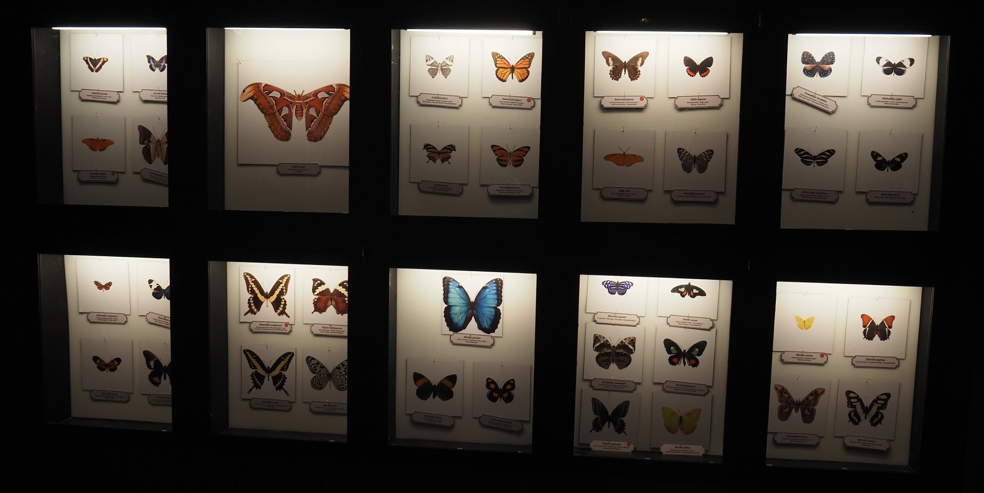 New butterfly species signage in the orangutan greenhouse, 2025-04-26