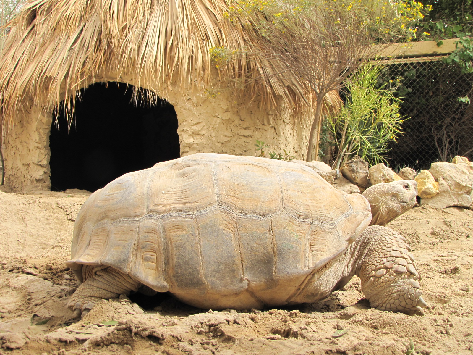 New cage of African turtoise