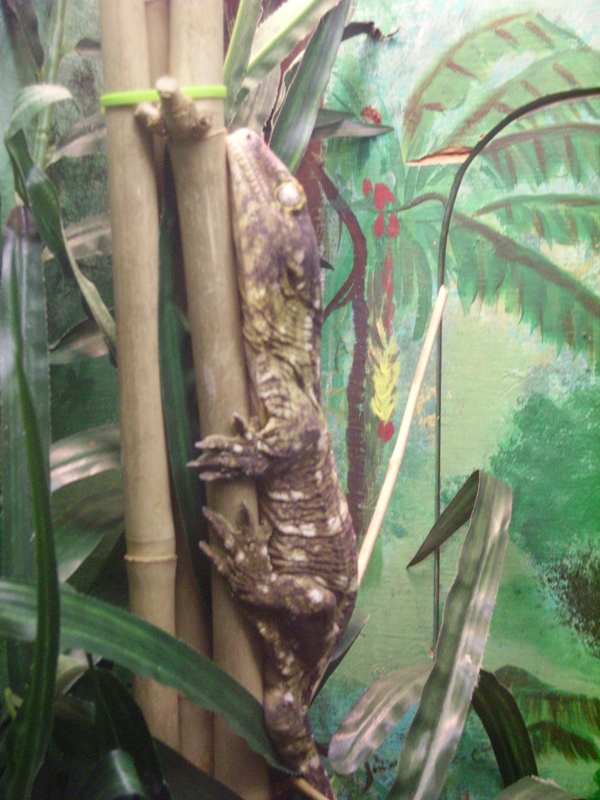 New Caldonian Giant Gecko