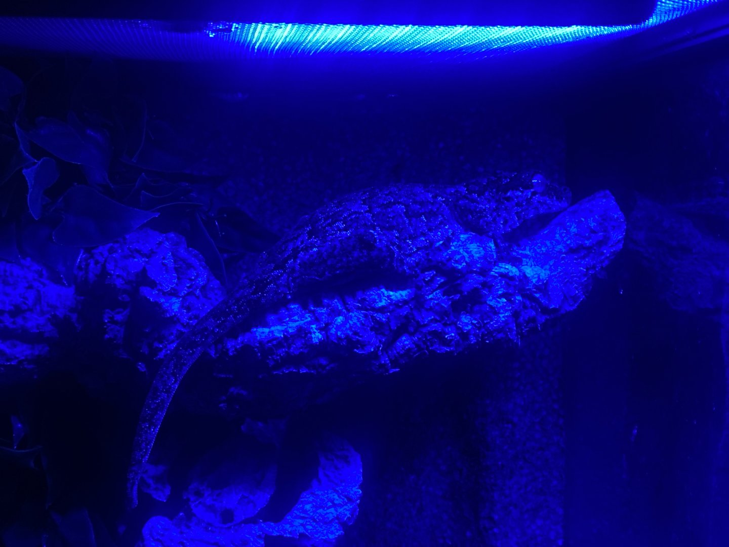 New Caledonia bumpy gecko - IOW Reptilarium 150923