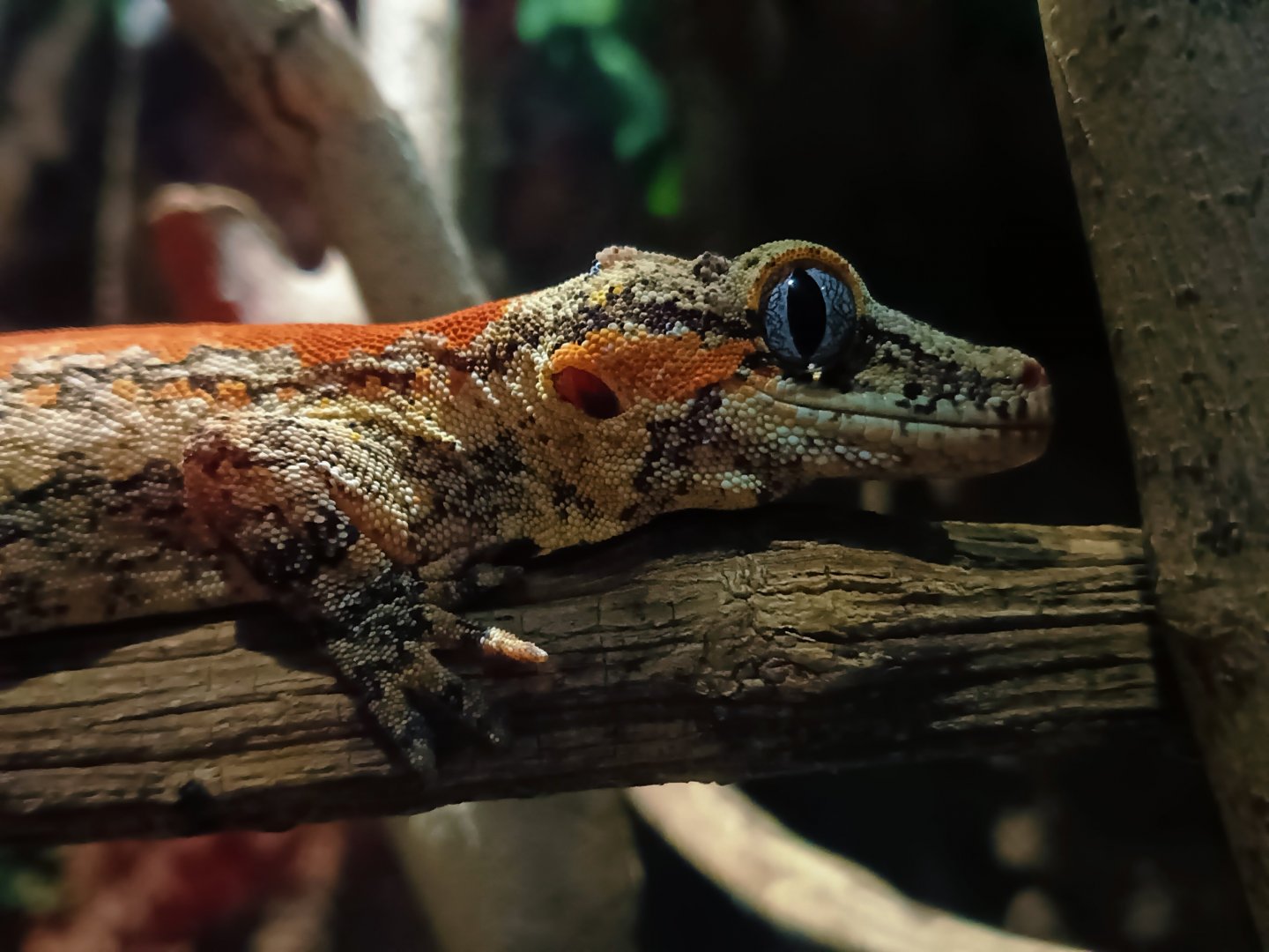 New caledonia Bumpy gecko (Rhacodactylus auriculatus)