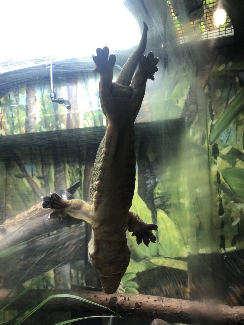 New Caledonia Giant Gecko at Edmonton Valley Zoo (July 2022)