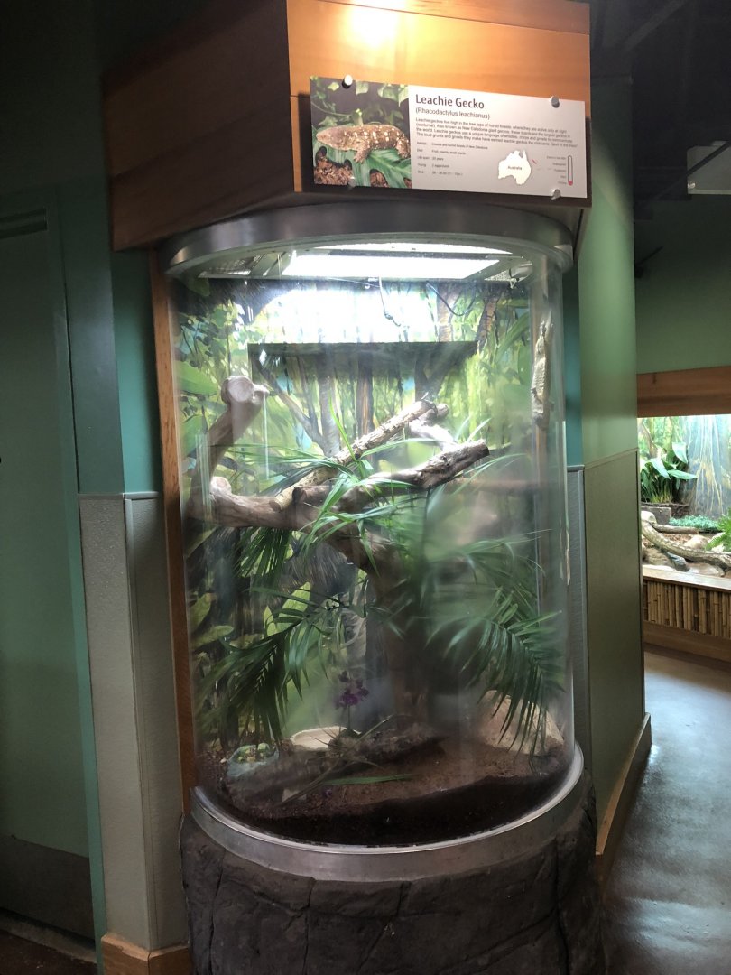 New Caledonia Giant Gecko Exhibit at Edmonton Valley Zoo (July 2022)