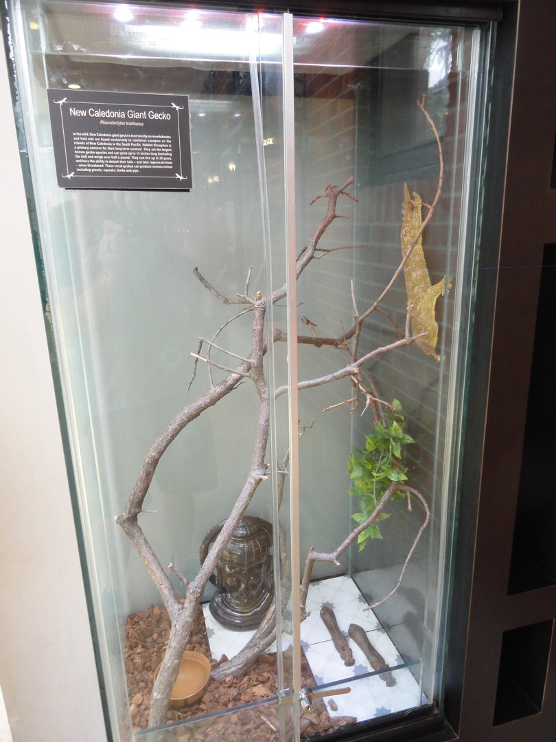 New Caledonia Giant Gecko Exhibit