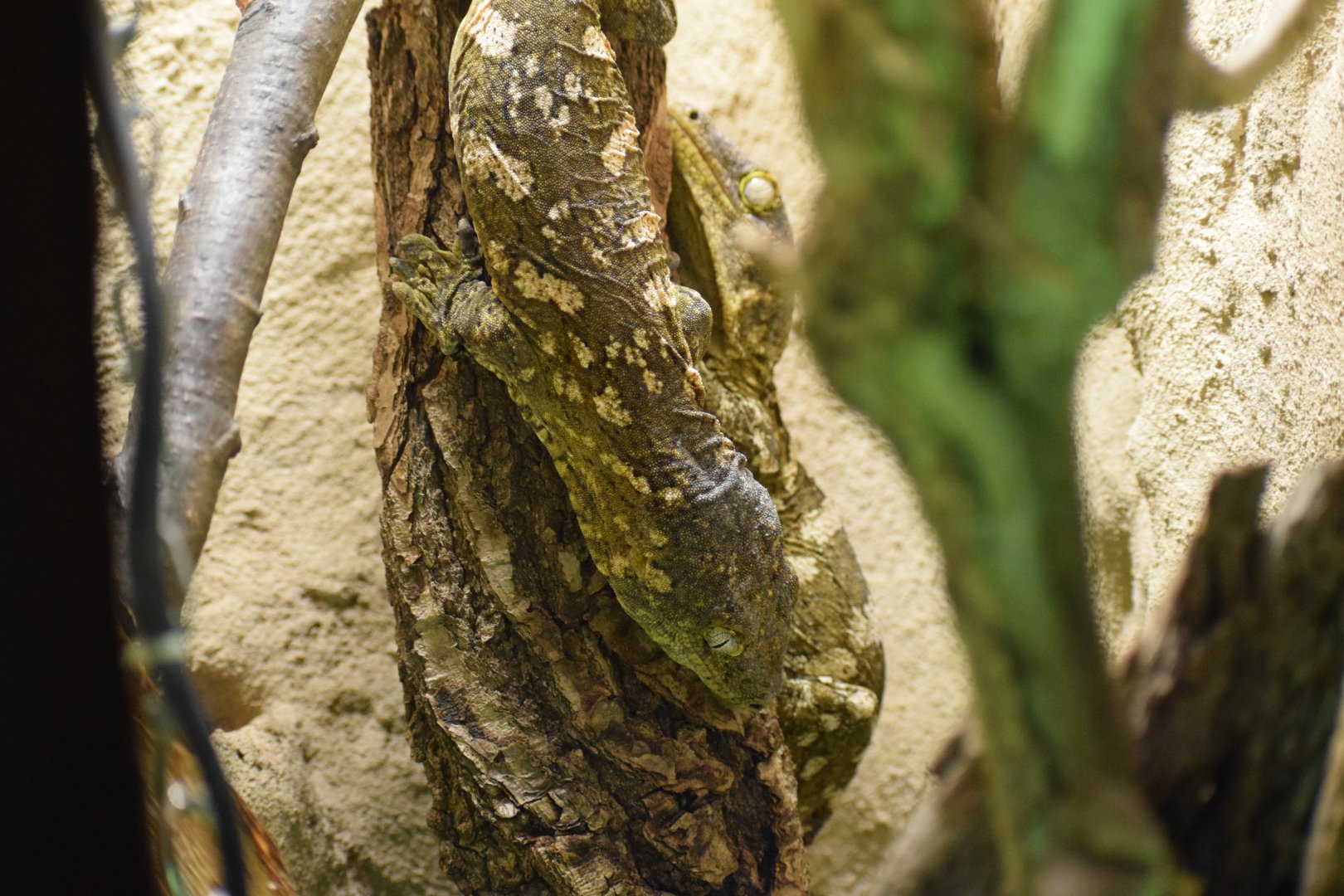 New Caledonia giant gecko - February 2024