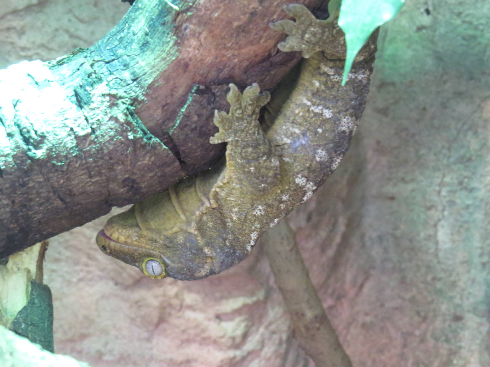 New Caledonia giant gecko, June 2015