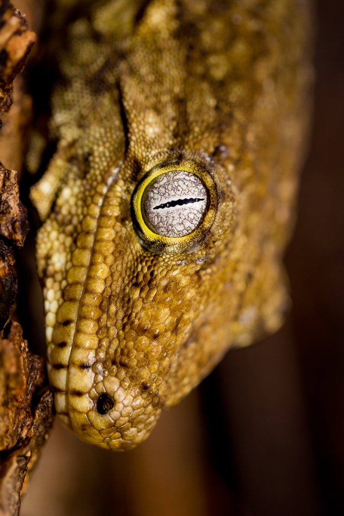 New Caledonia giant gecko - Rhacodactylus leachianus