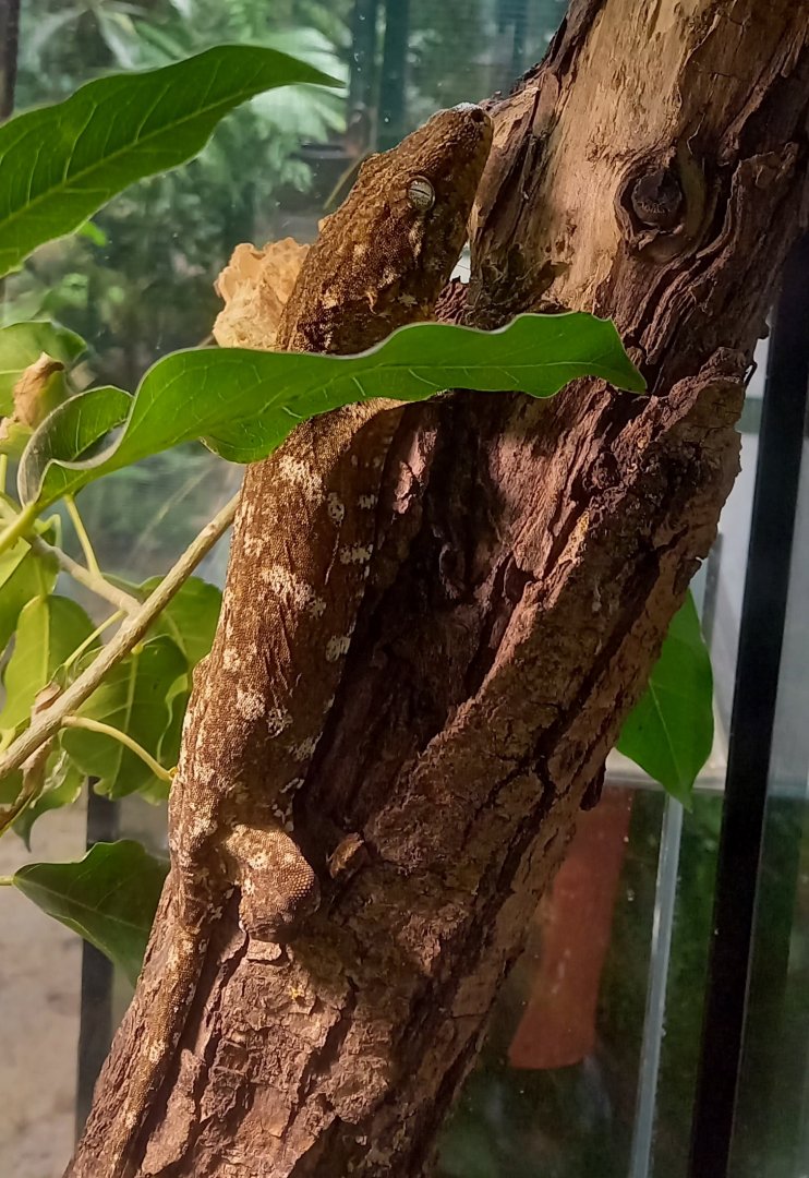 New Caledonia giant gecko - Rhacodactylus leachianus