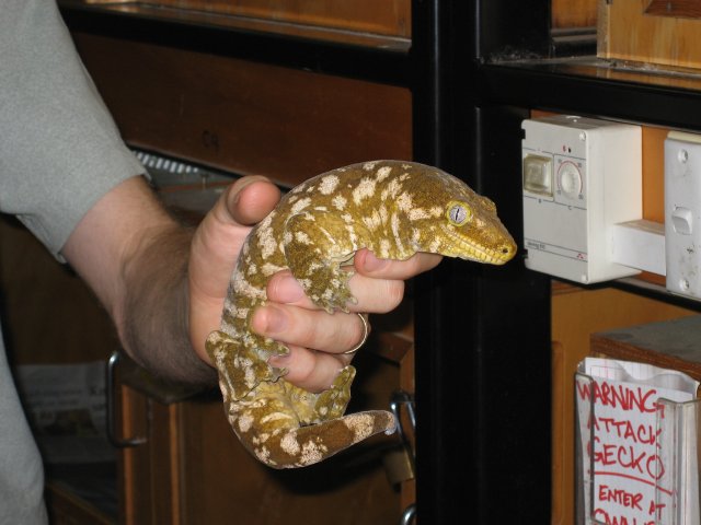 New Caledonia Giant Gecko