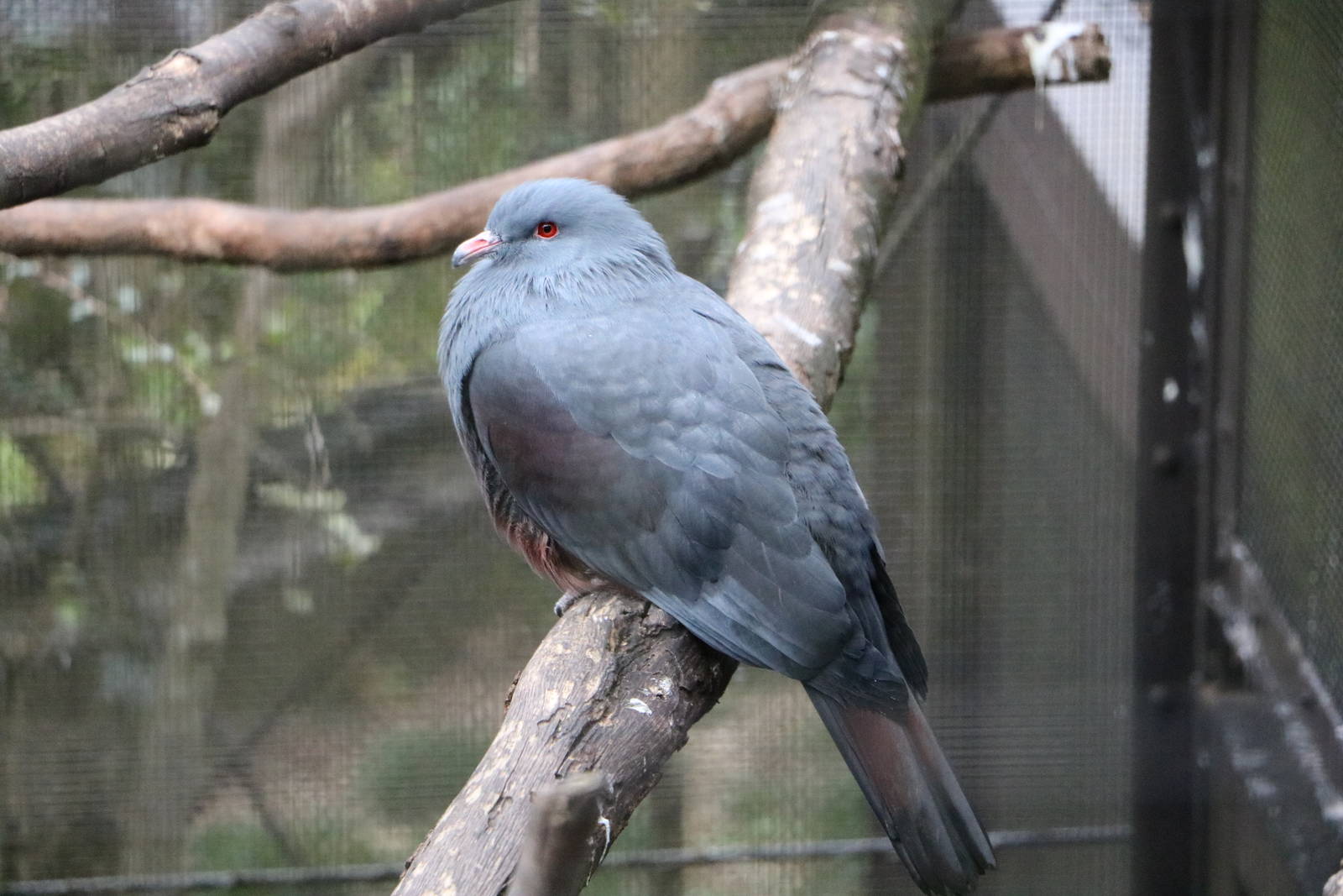 New Caledonia Imperial Pigeon, February 2016