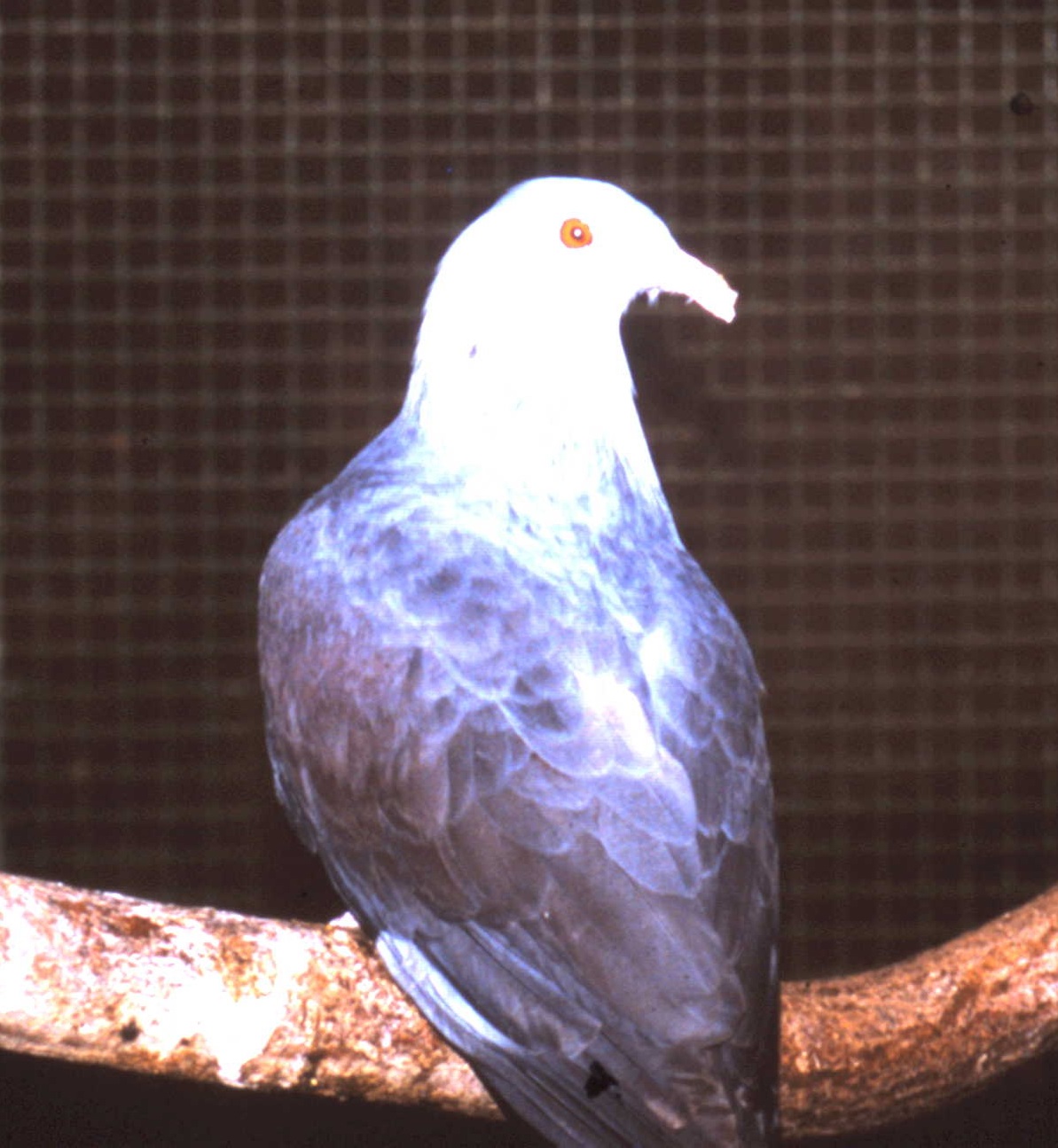 New Caledonia imperial pigeon