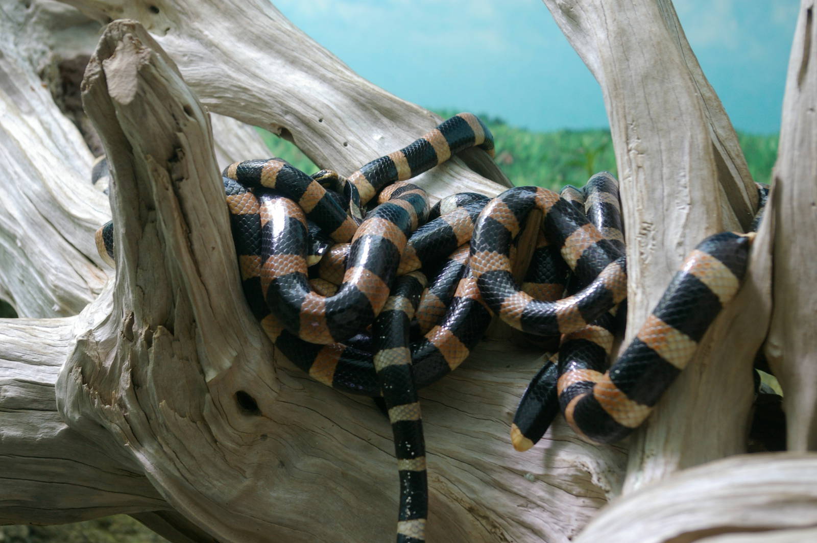 New Caledonia seasnake (Laticauda saintgironsi)