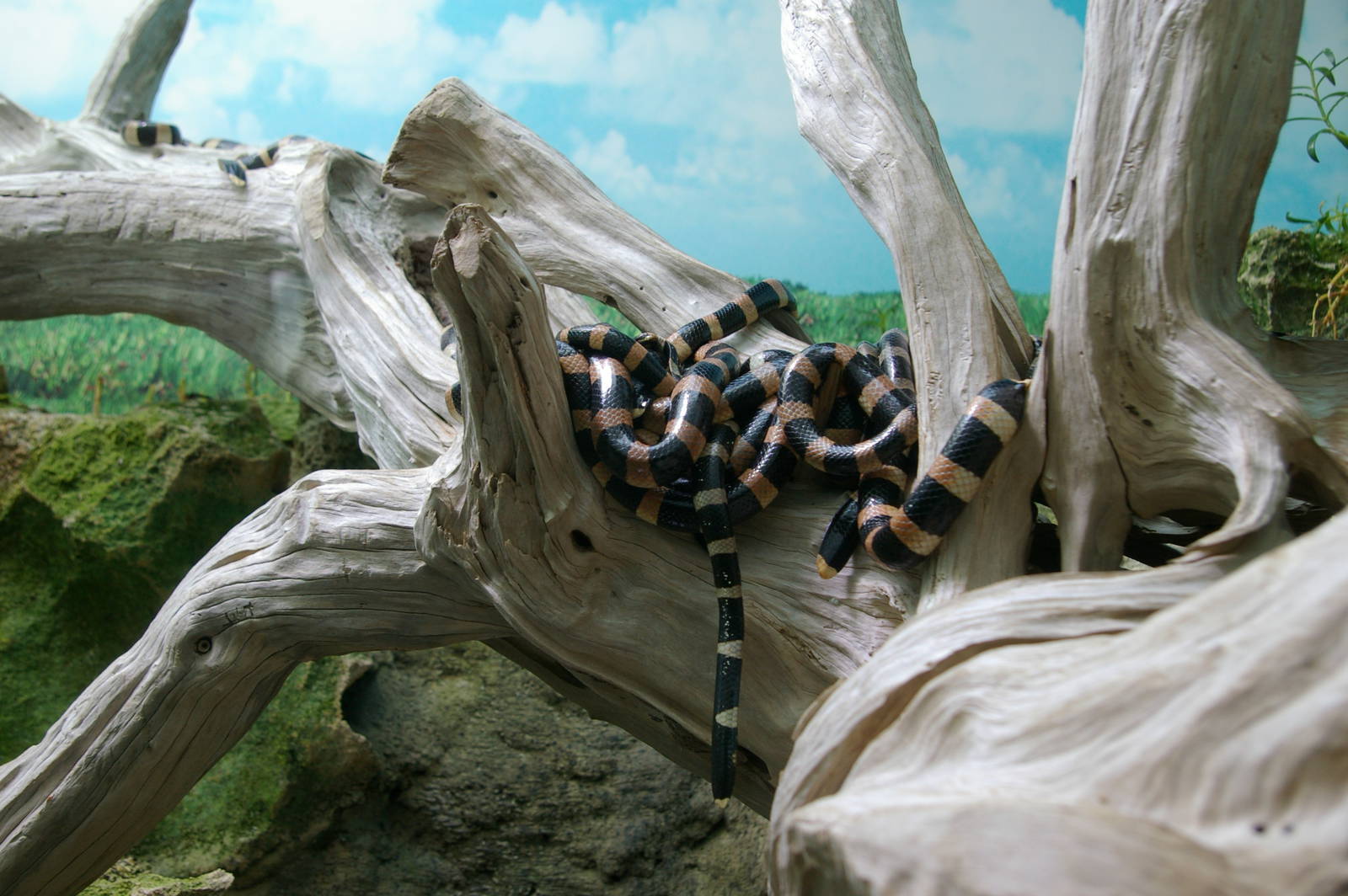 New Caledonia seasnake (Laticauda saintgironsi)