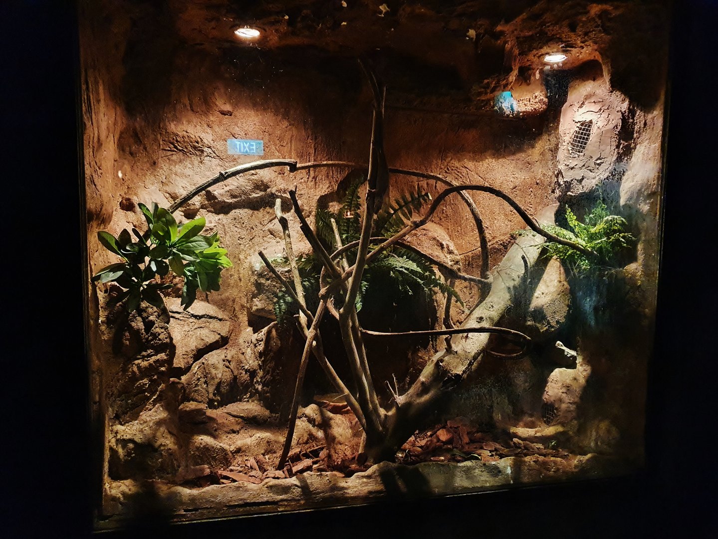 New Caledonian Bumpy Gecko exhibit