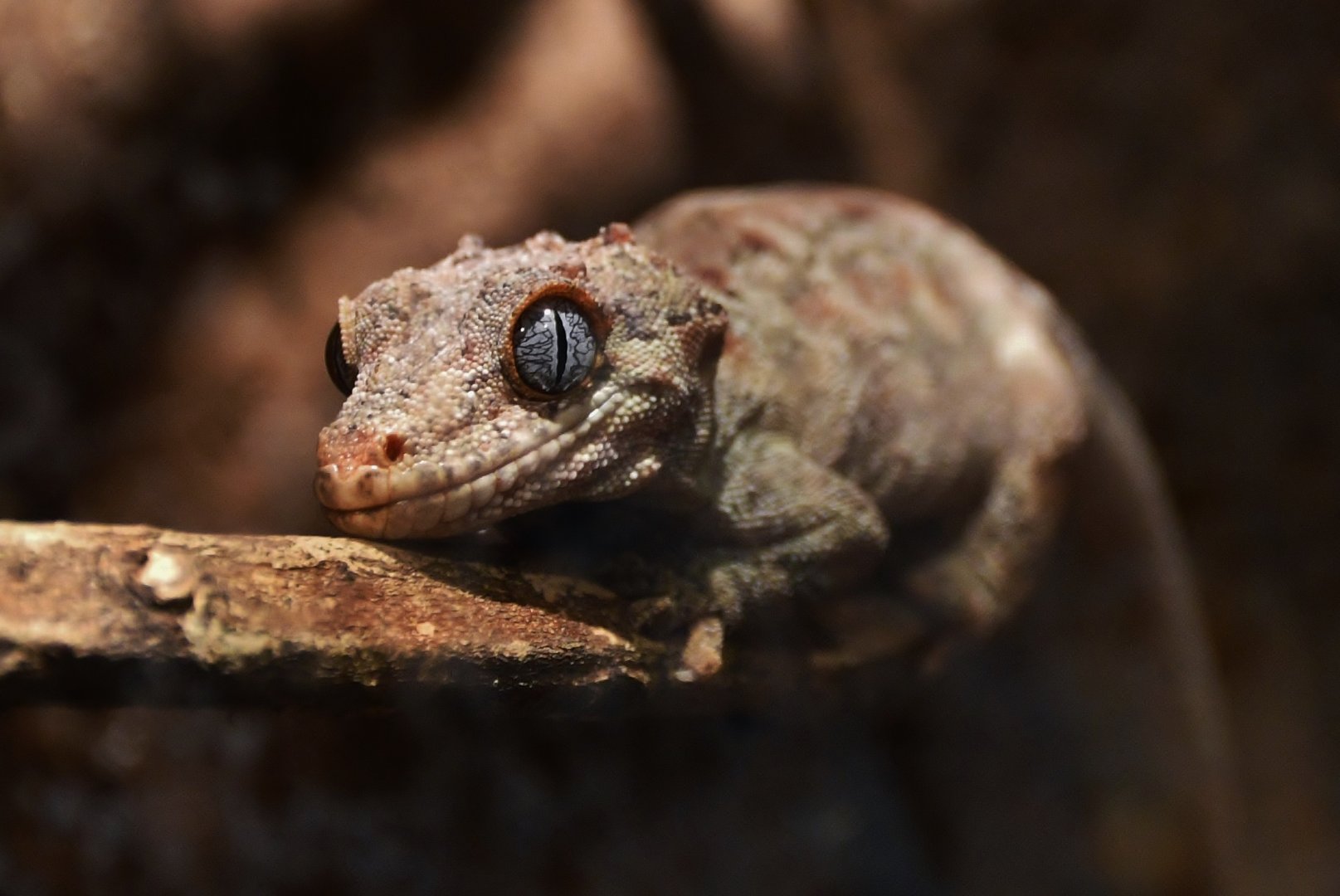 New Caledonian Bumpy Gecko (Rhacodactylus auriculatus)