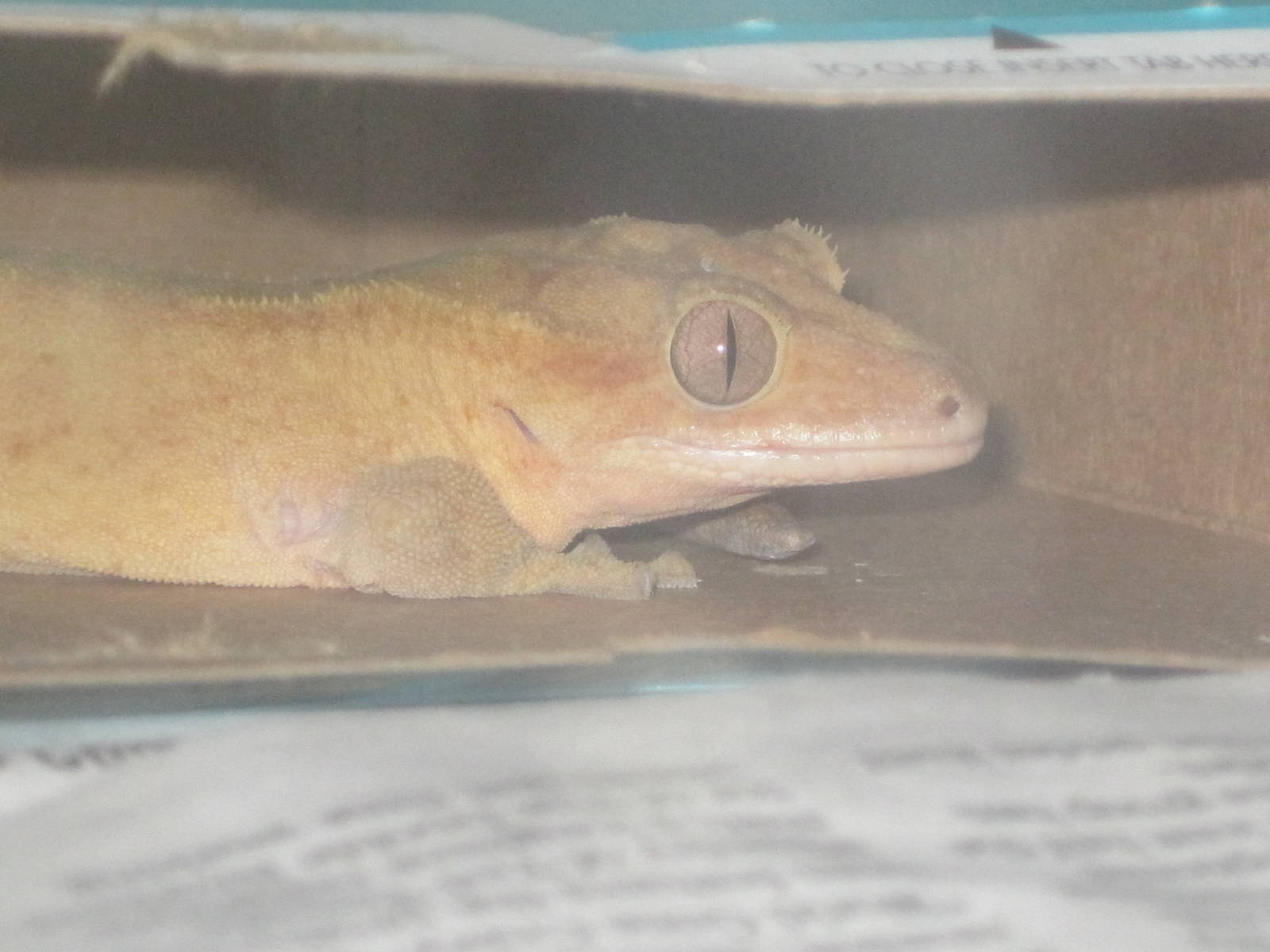New Caledonian Crested Gecko