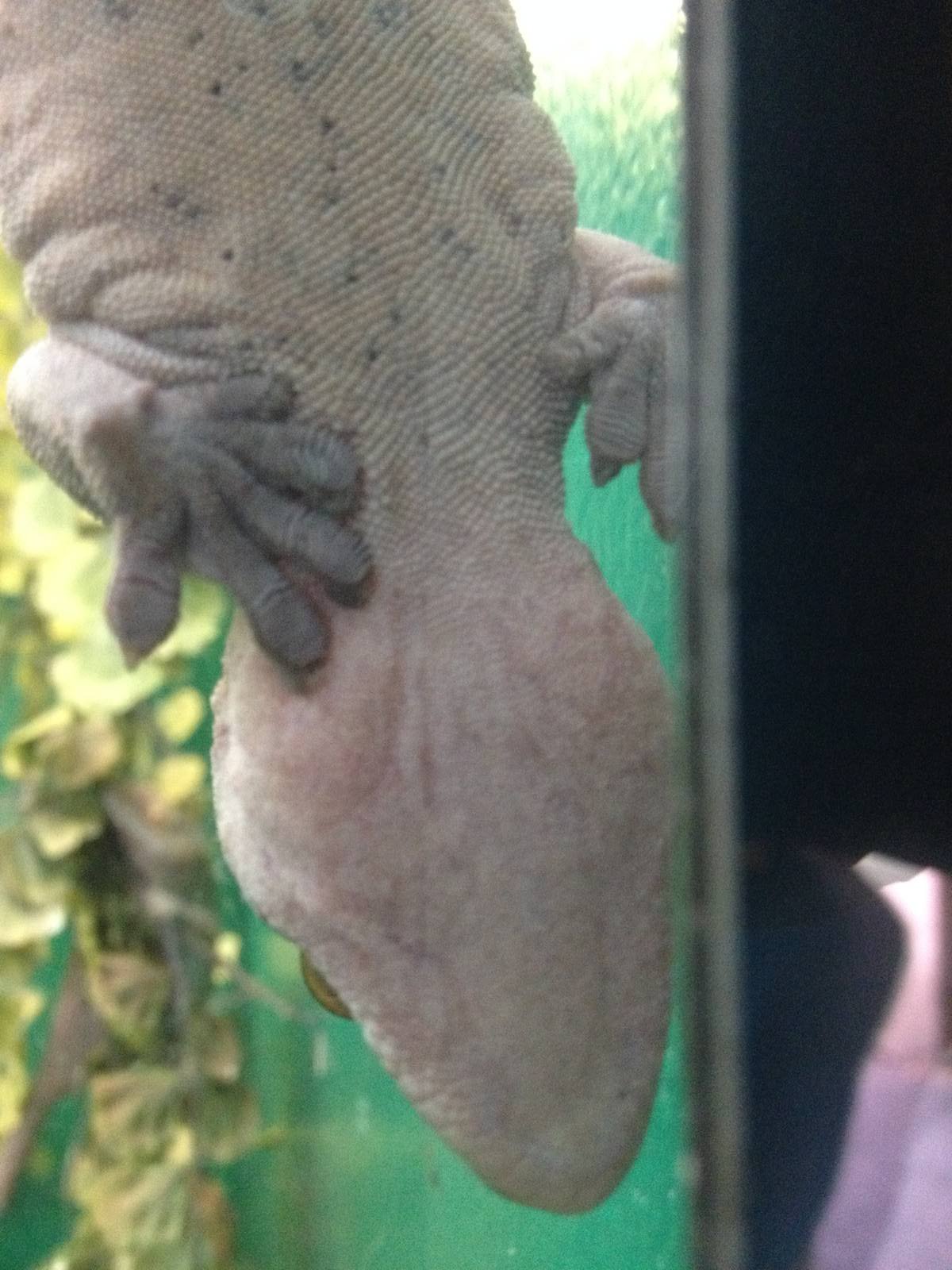 New Caledonian Crested Gecko