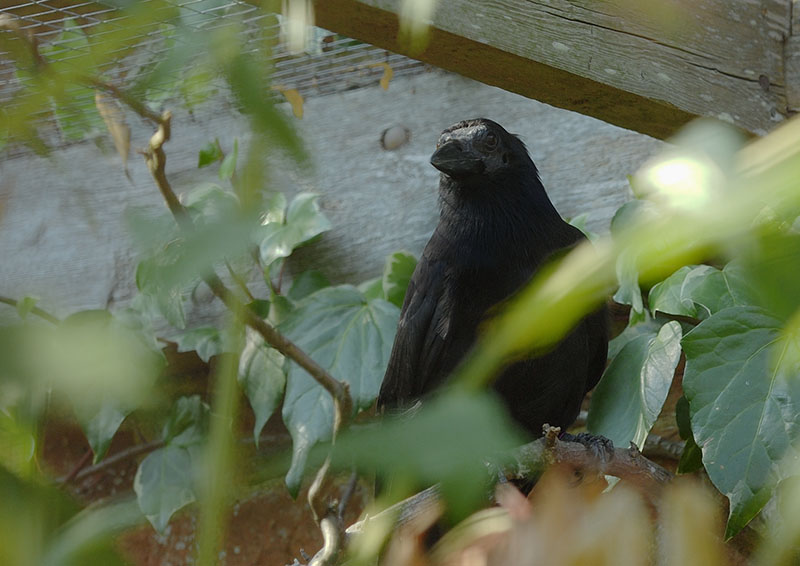 New Caledonian crow 2005