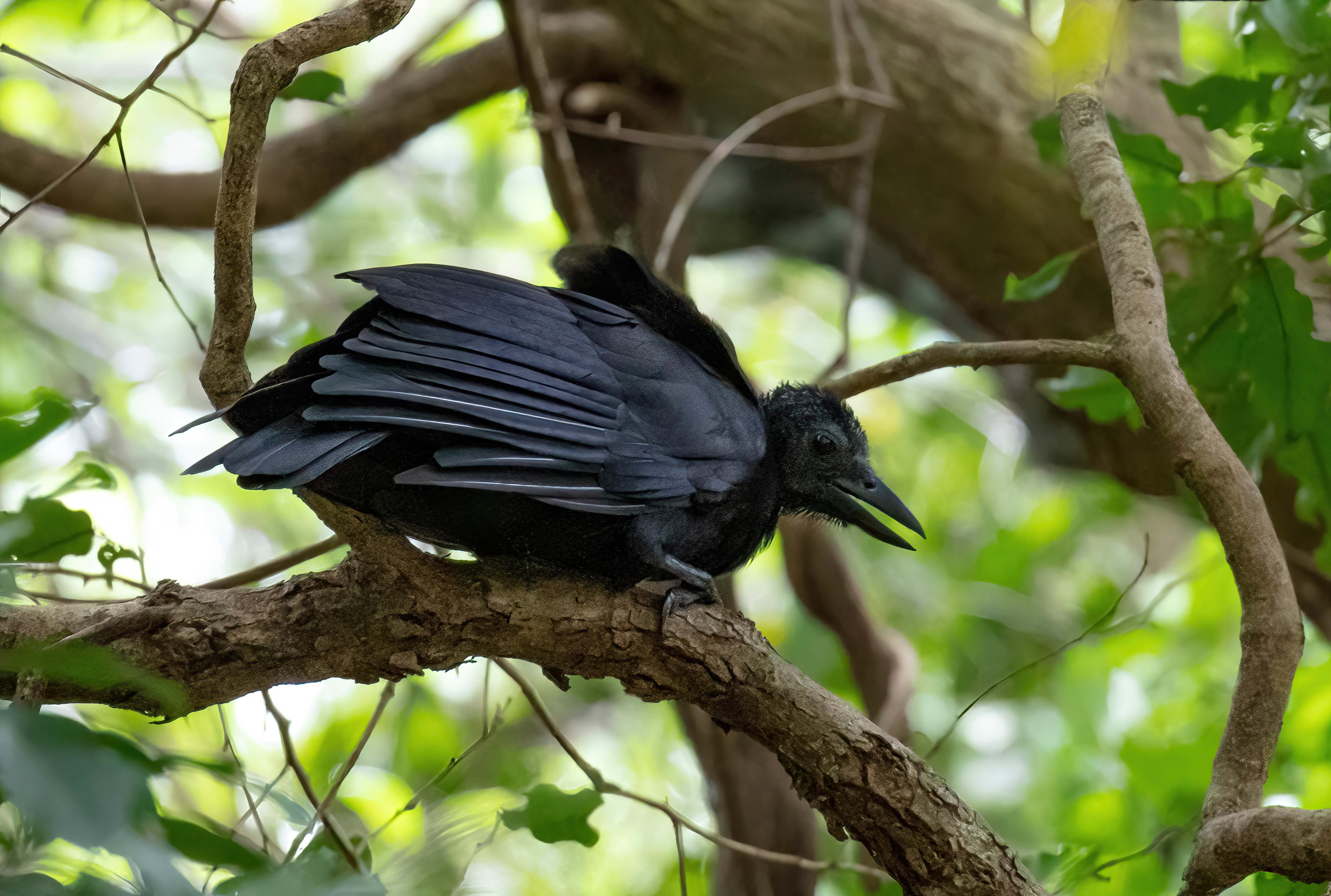 New Caledonian Crow (wild)