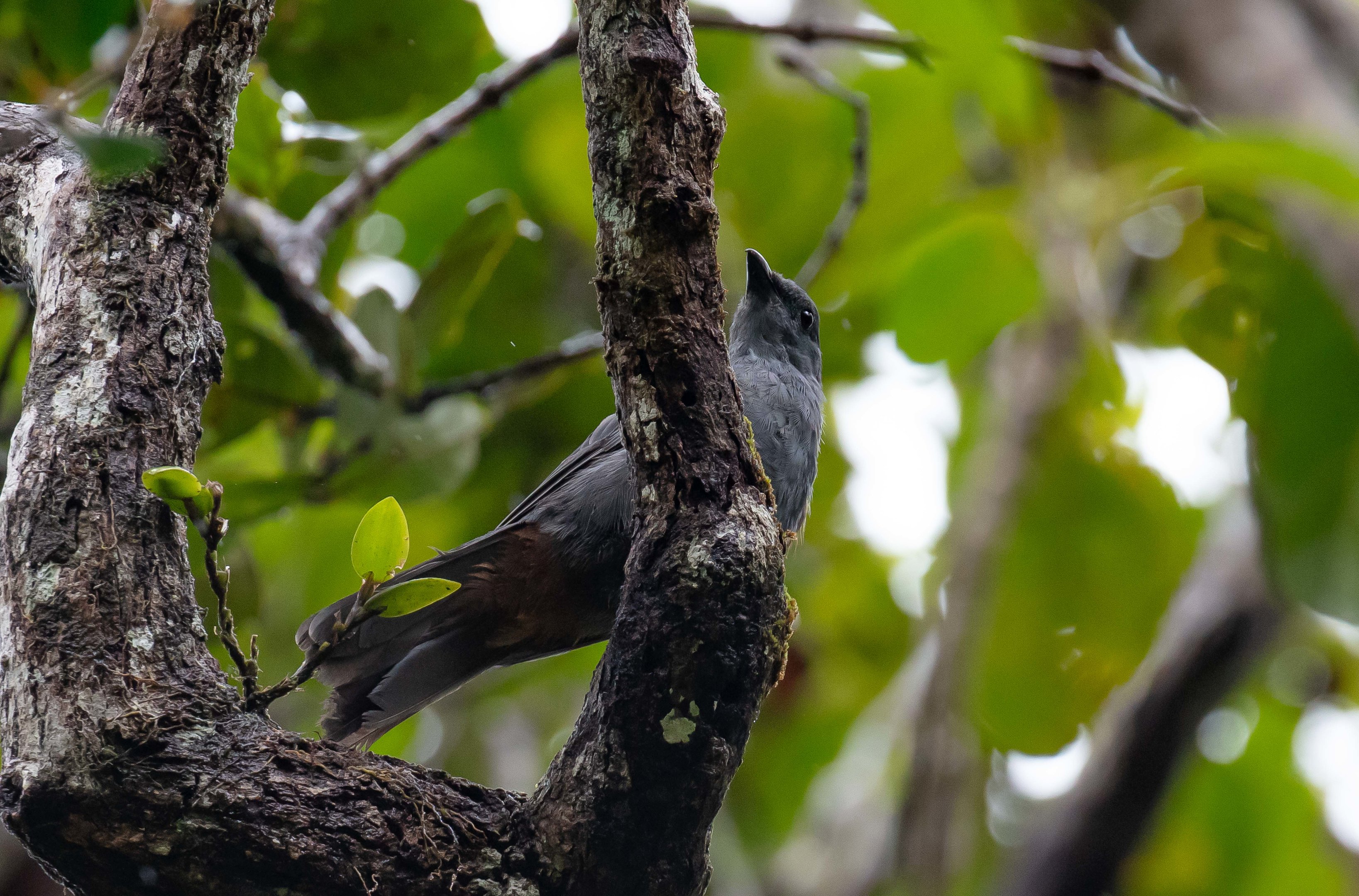 New Caledonian Cuckooshrike