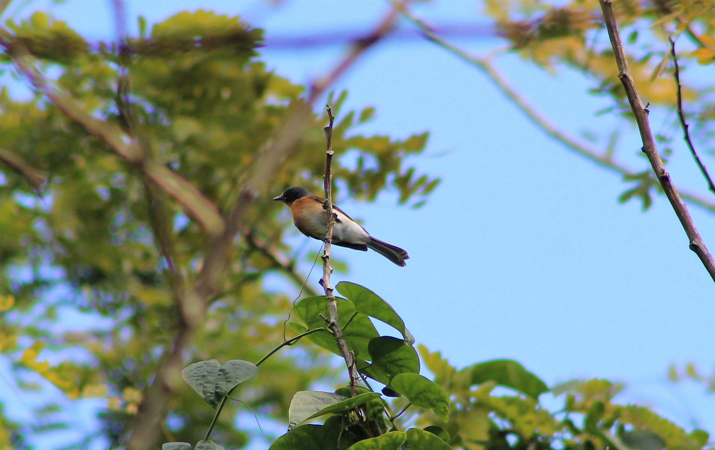 New Caledonian Flycatcher (Myiagra caledonica marinae) - female
