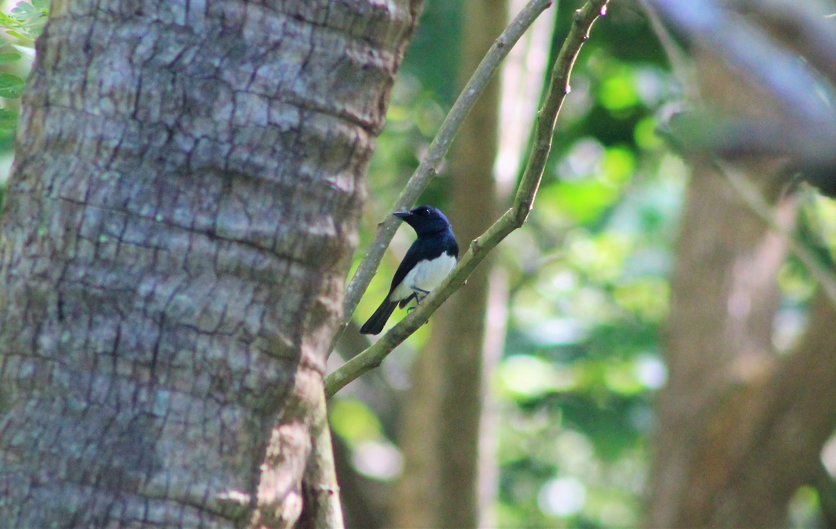 New Caledonian Flycatcher (Myiagra caledonica marinae) - male