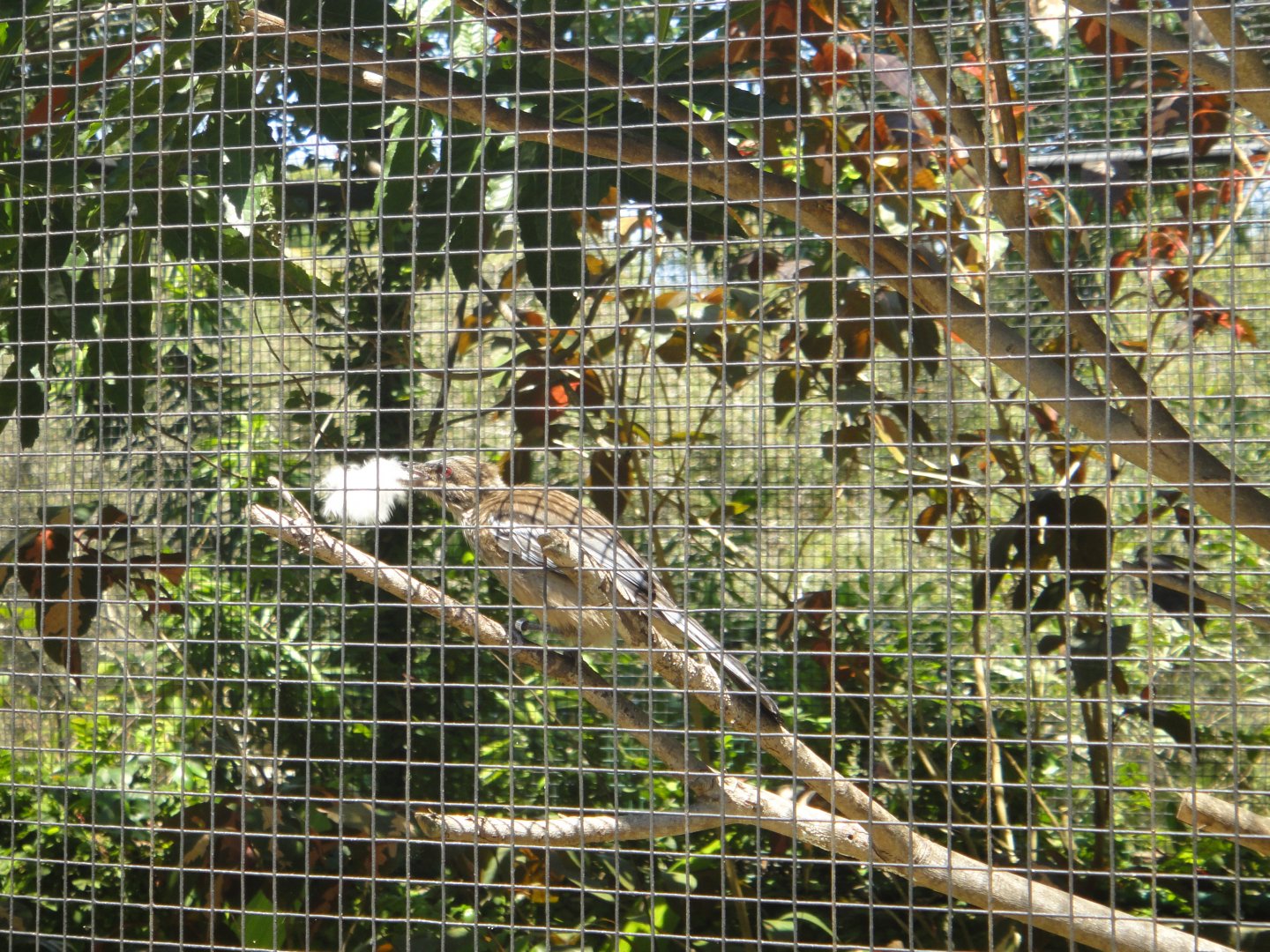 New Caledonian Friarbird (2011)