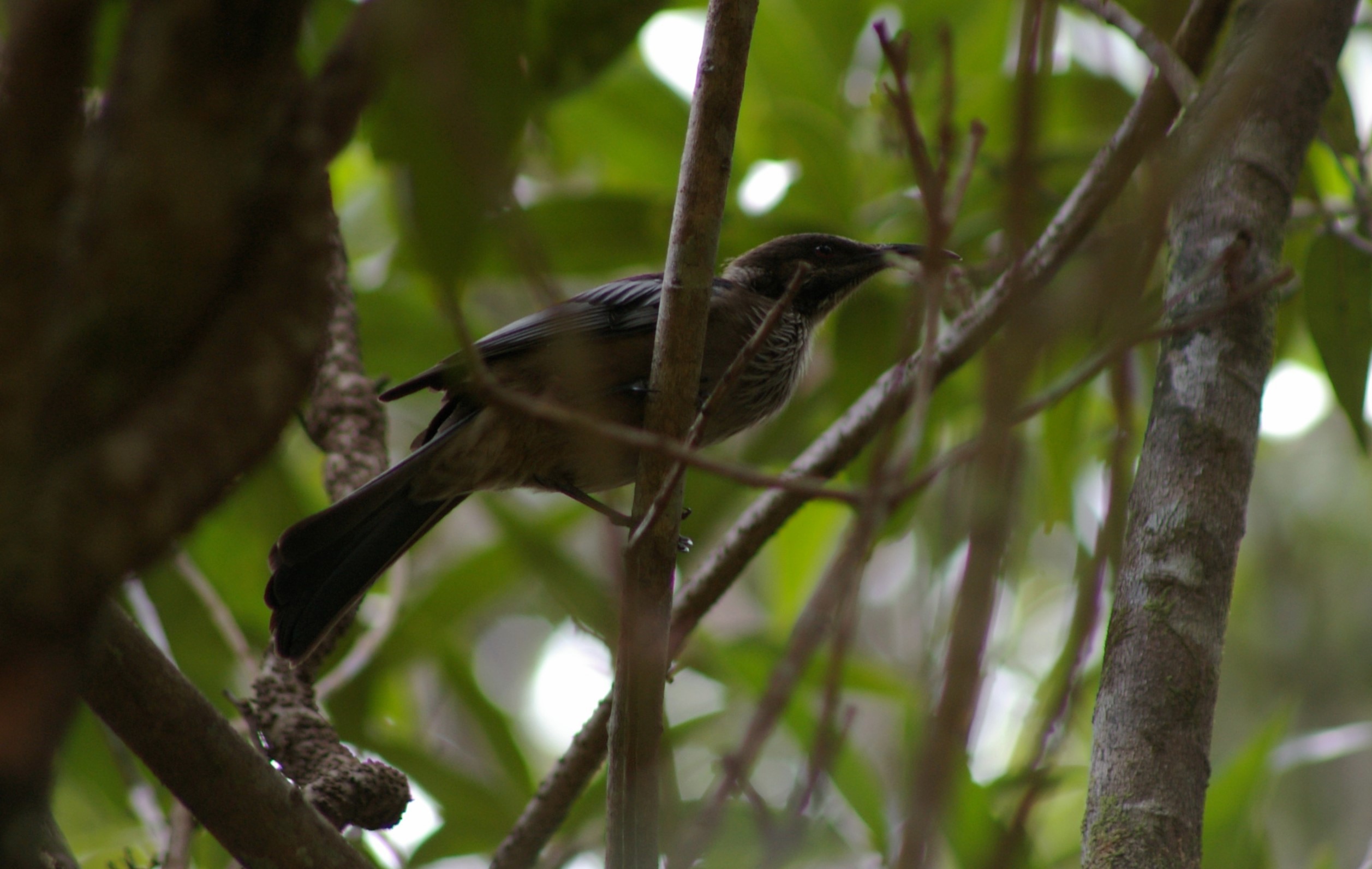 New Caledonian Friarbird (Philemon diemenensis)