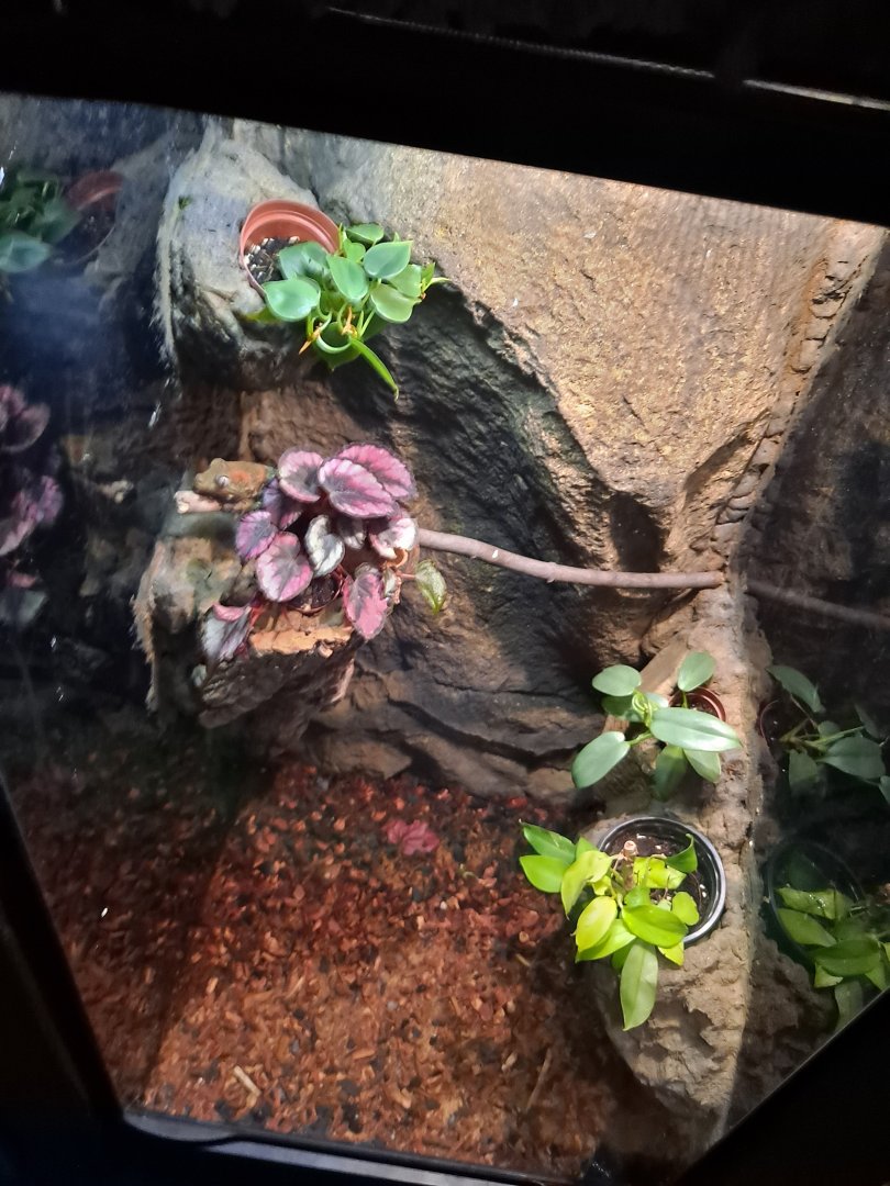 New Caledonian Gecko ID? (4/19/25)