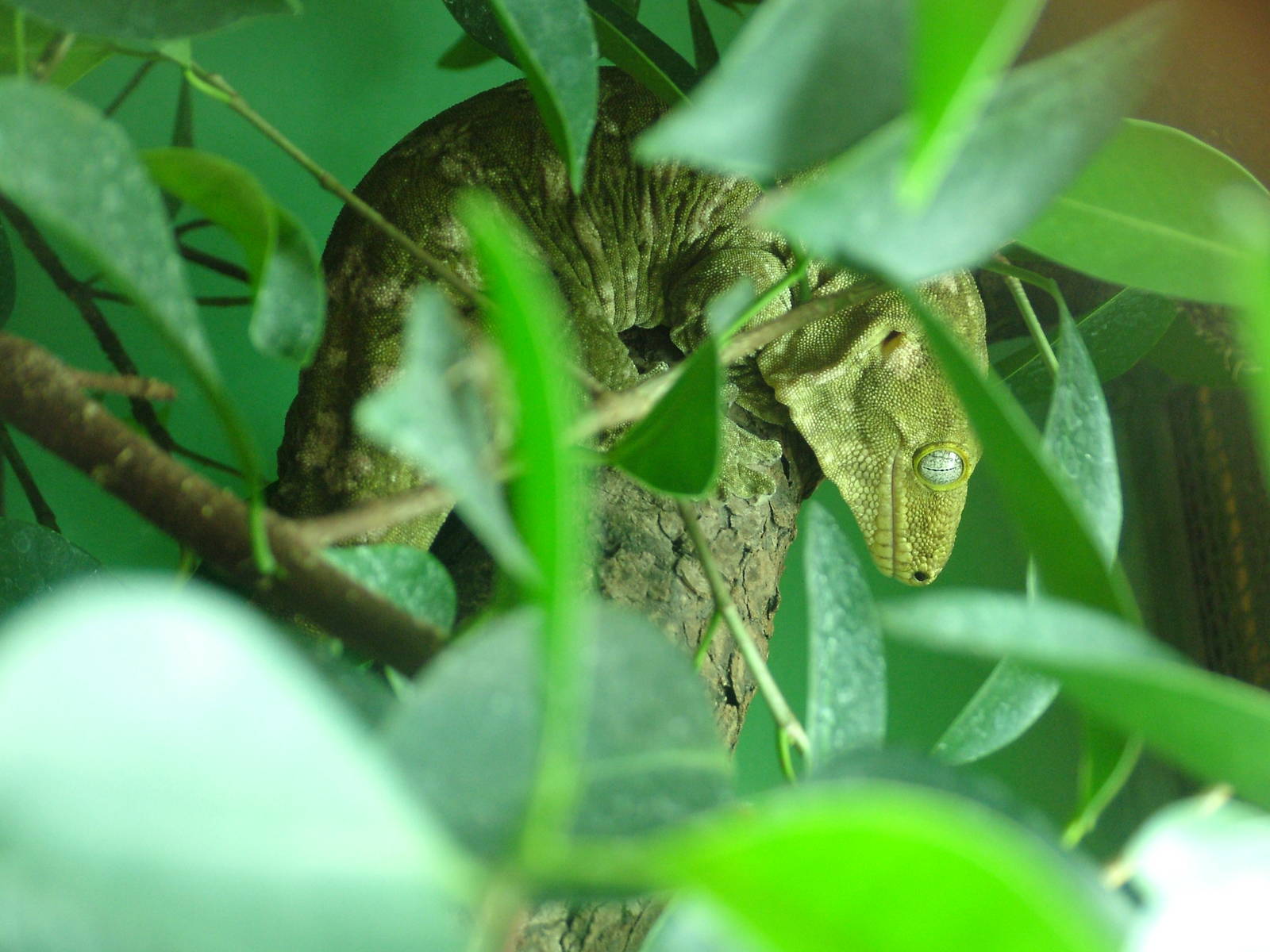 New Caledonian Giant Gecko at Frankfurt 31/08/10