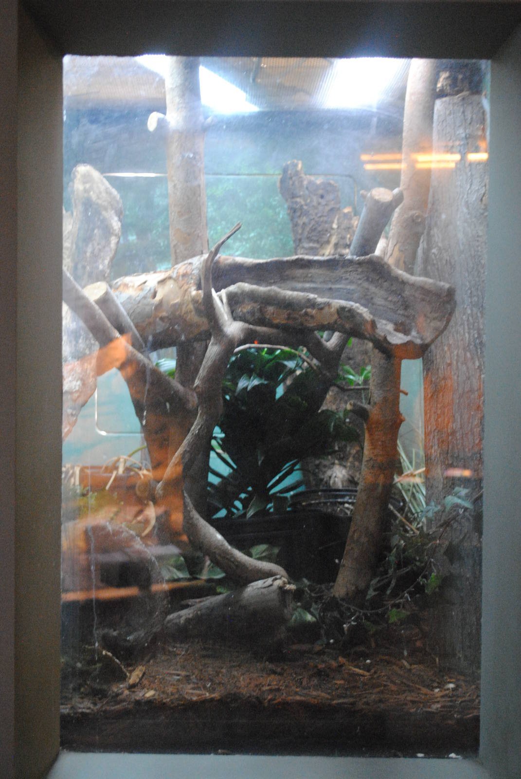 New Caledonian Giant Gecko exhibit