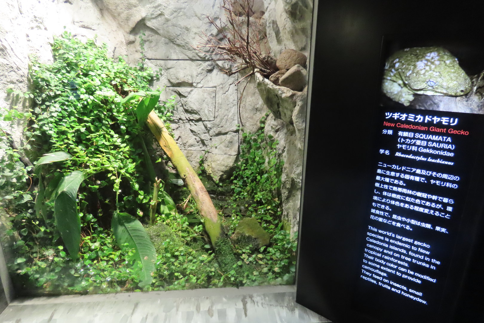 New Caledonian giant gecko exhibit