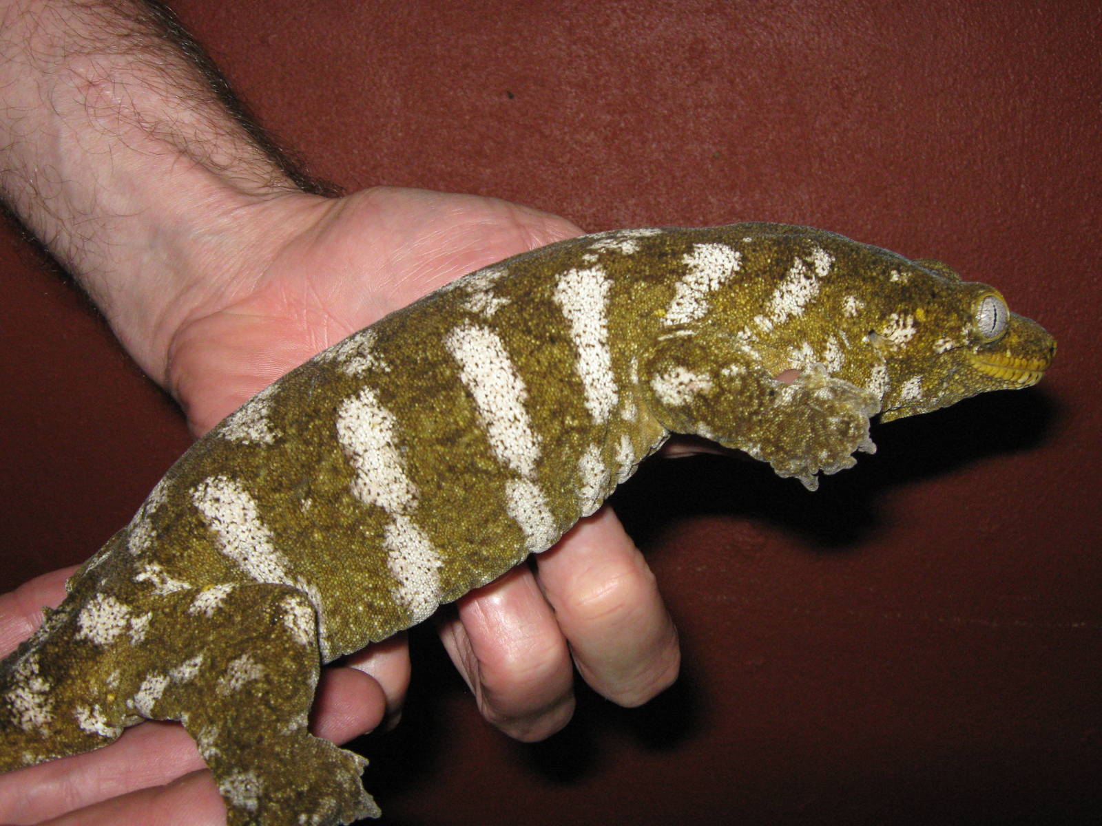 New Caledonian giant gecko (Rhacodactylus leachianus)