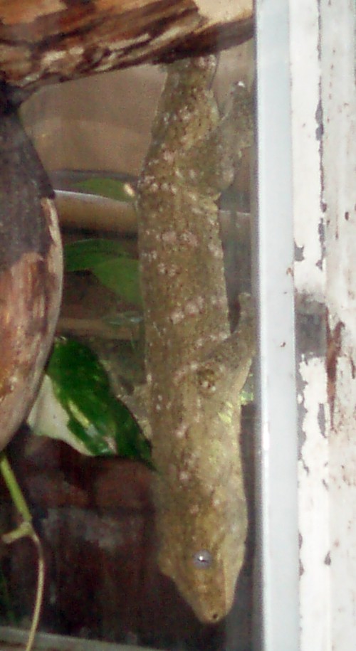 New Caledonian Giant Gecko (Rhacodactylus leachianus)