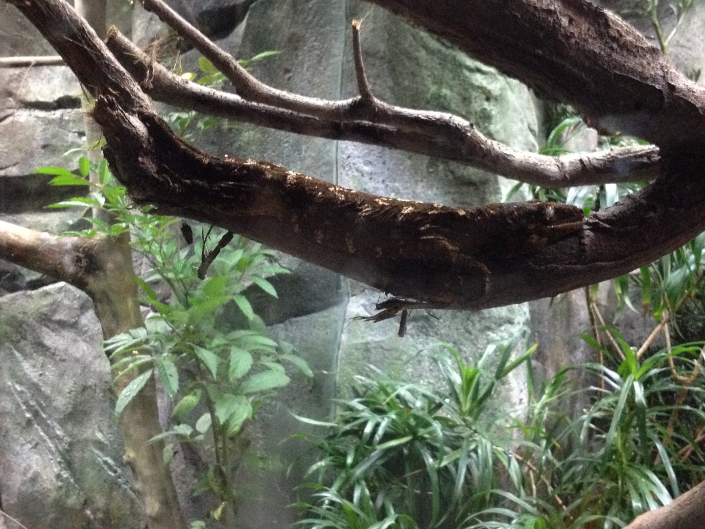 New Caledonian Giant Gecko (Rhacodactylus leachianus)