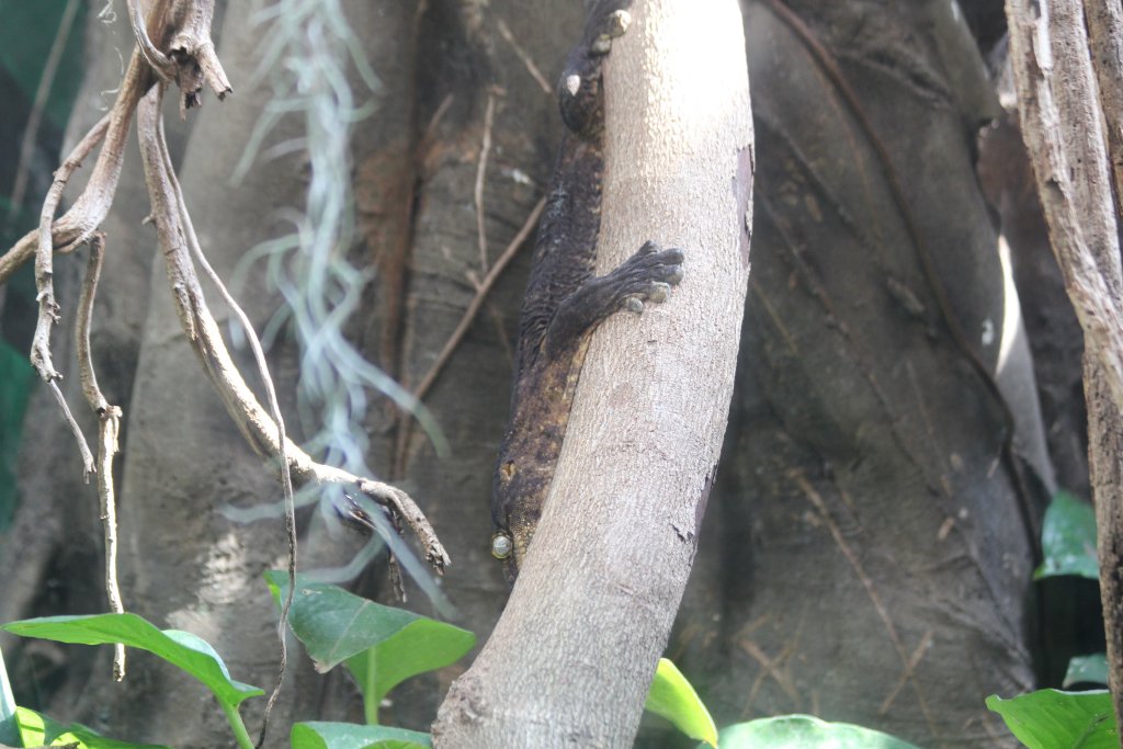 New Caledonian Giant Gecko