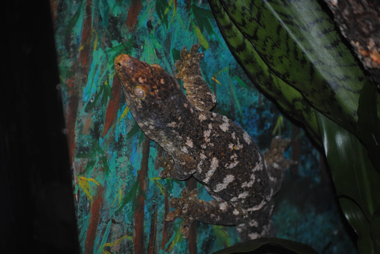 New Caledonian Giant Gecko