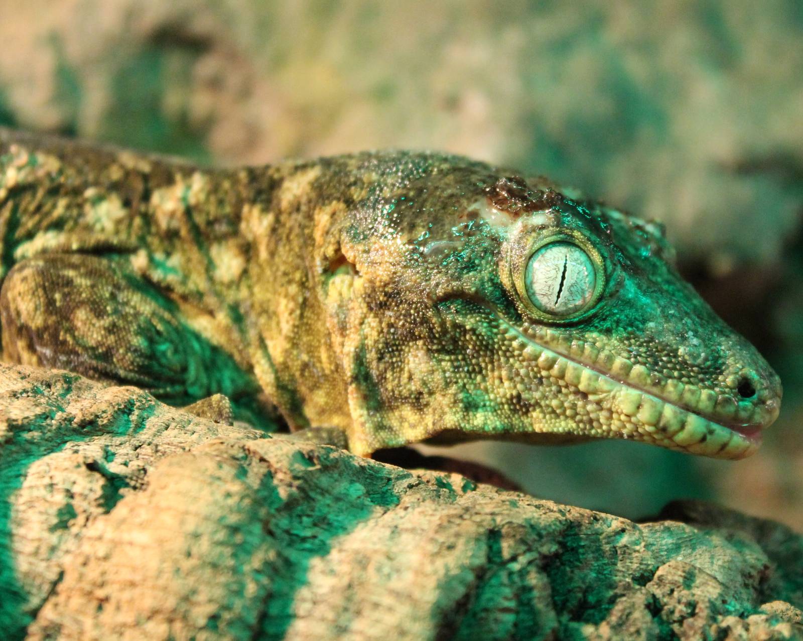 New Caledonian giant gecko