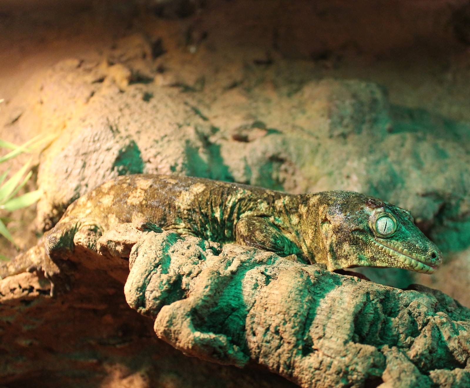 New Caledonian giant gecko